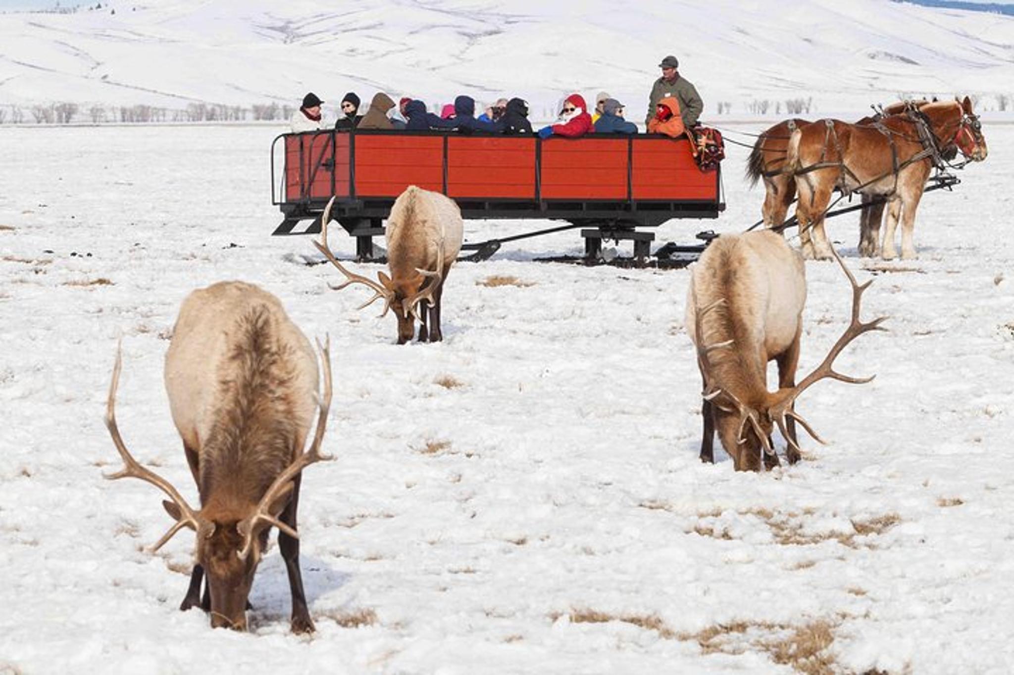 Jackson Hole Wildlife Safari Tour - Image 2