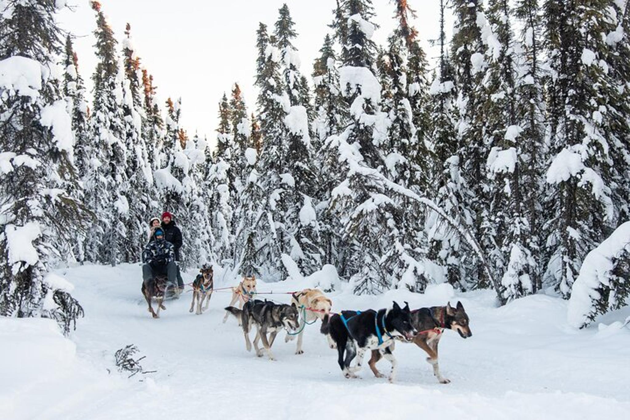 Borealis Basecamp Dogsled and Reindeer Day Trip - Image 6