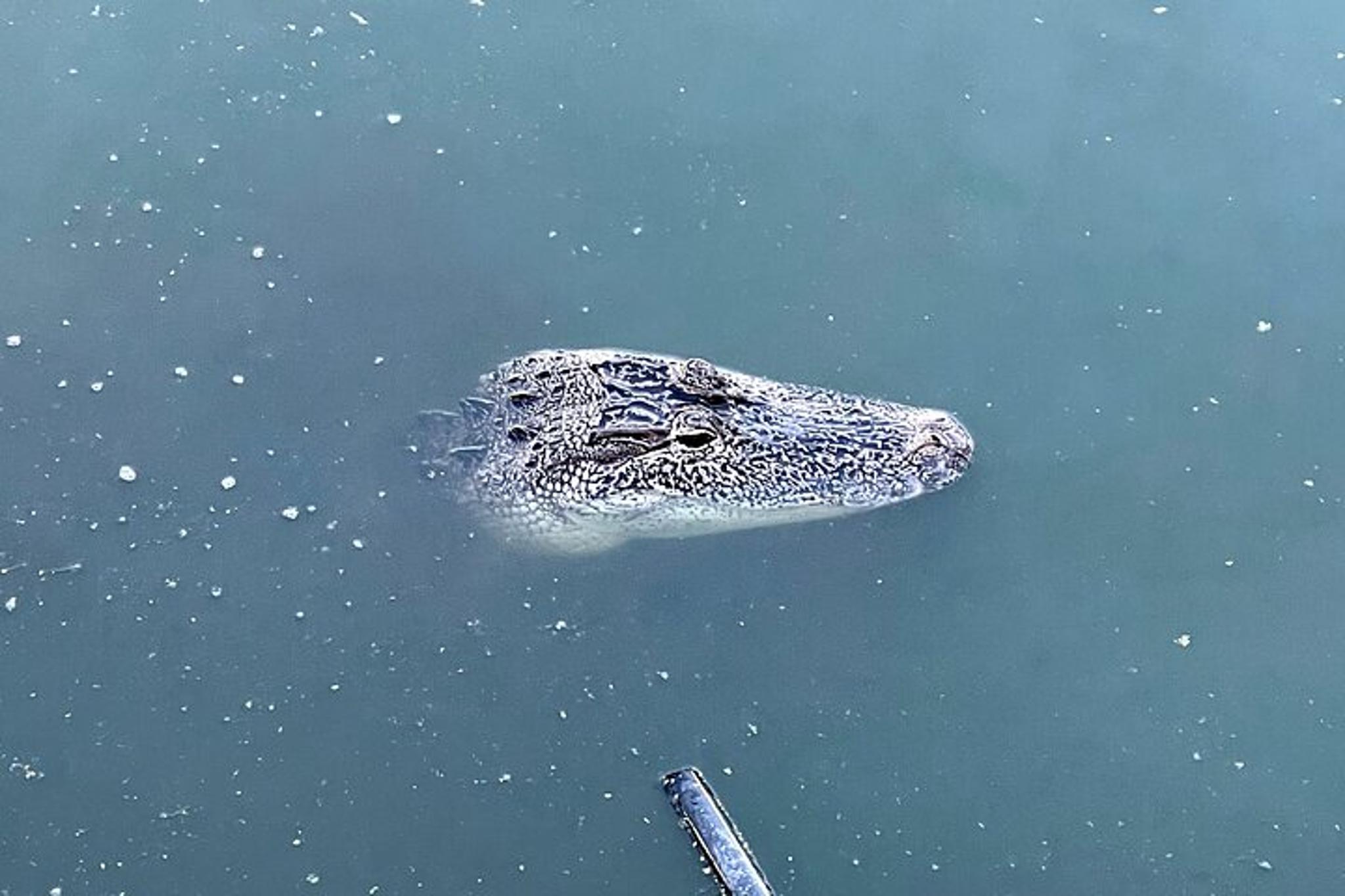 New Orleans Driving Tour with Bayou St. John - Image 4