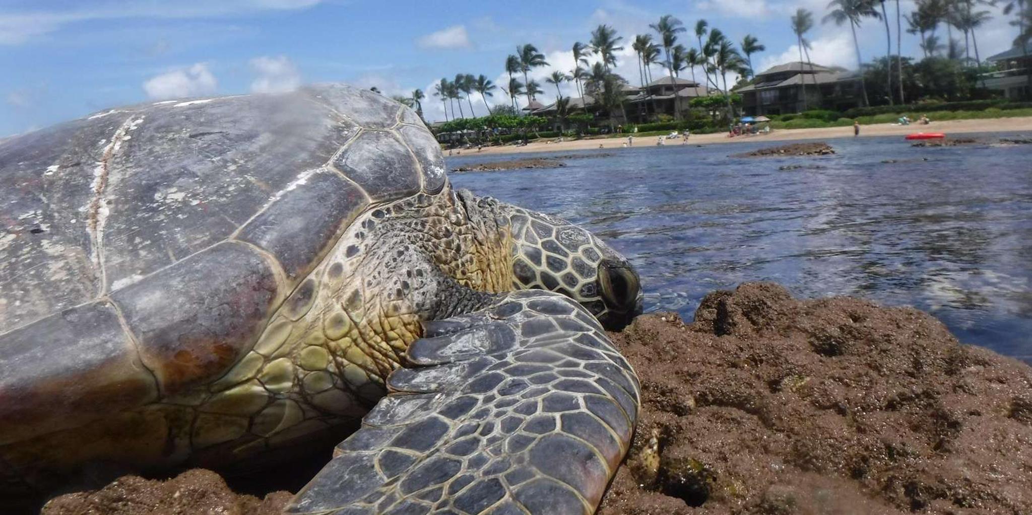 Maui Snorkeling Tour with Gear and Instructor 1.5 hr - Image 4