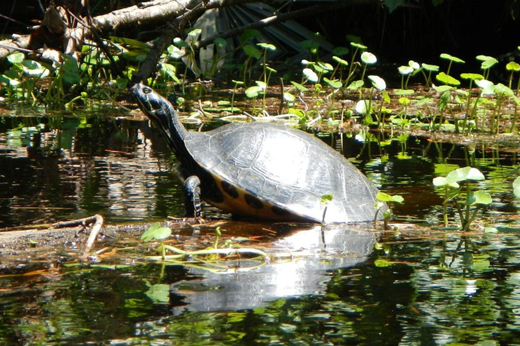 Fernandina Kayaking Tour on Lofton Creek - Image 3