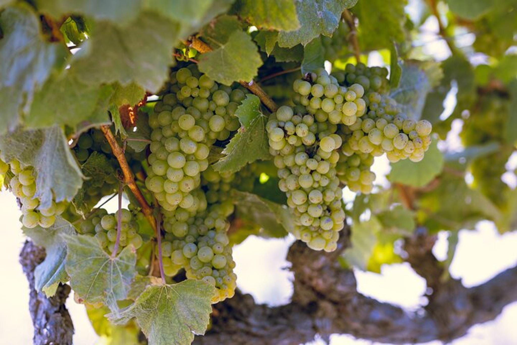 Napa Valley Private Transportation Experience - Image 6
