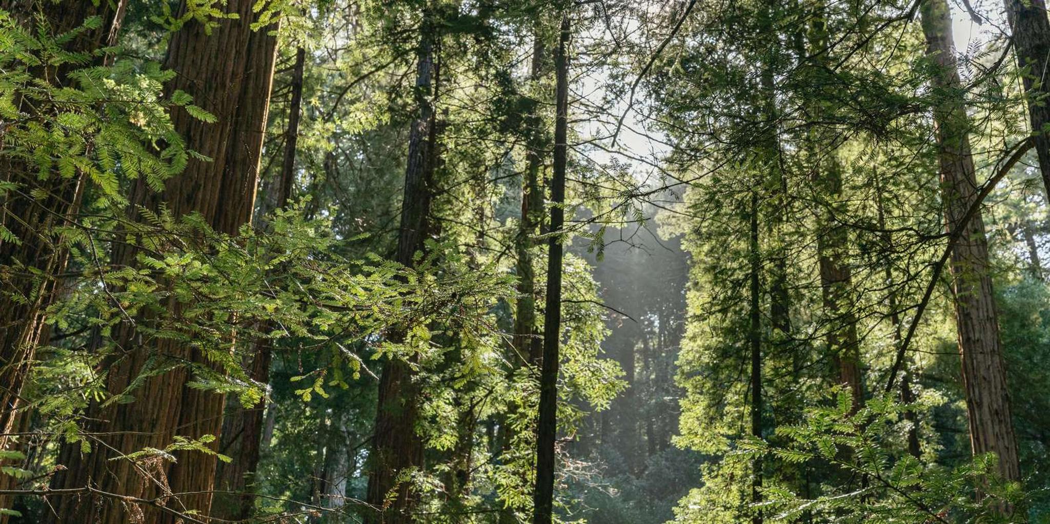 San Francisco Muir Woods Guided Tour 4.5 hr - Image 4