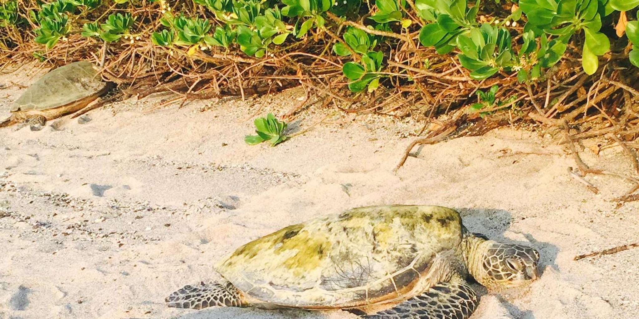 Kona Coffee and Sea Turtles Tour - Image 6