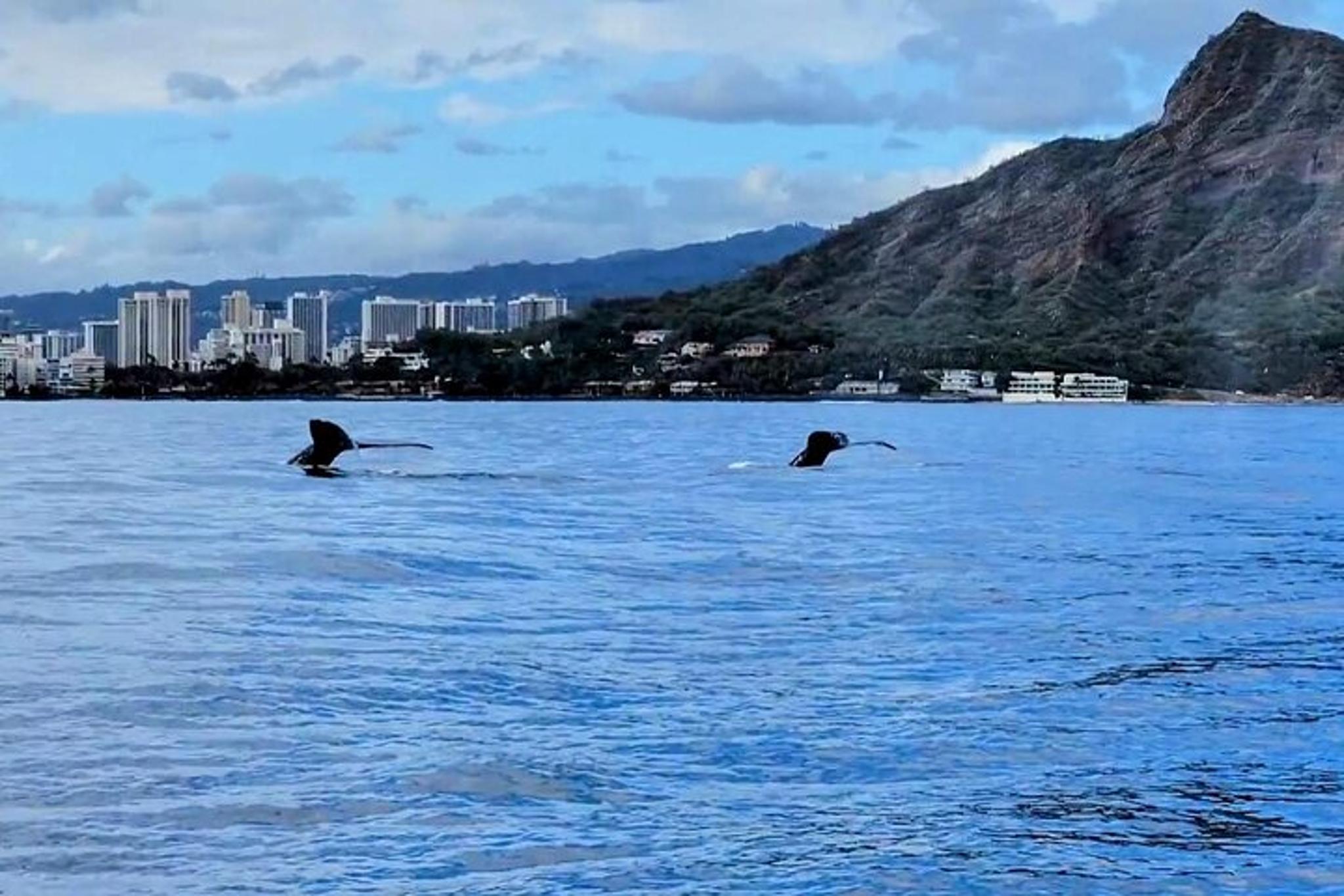 Oahu Whale Watching Adventure 2 hr - Image 5