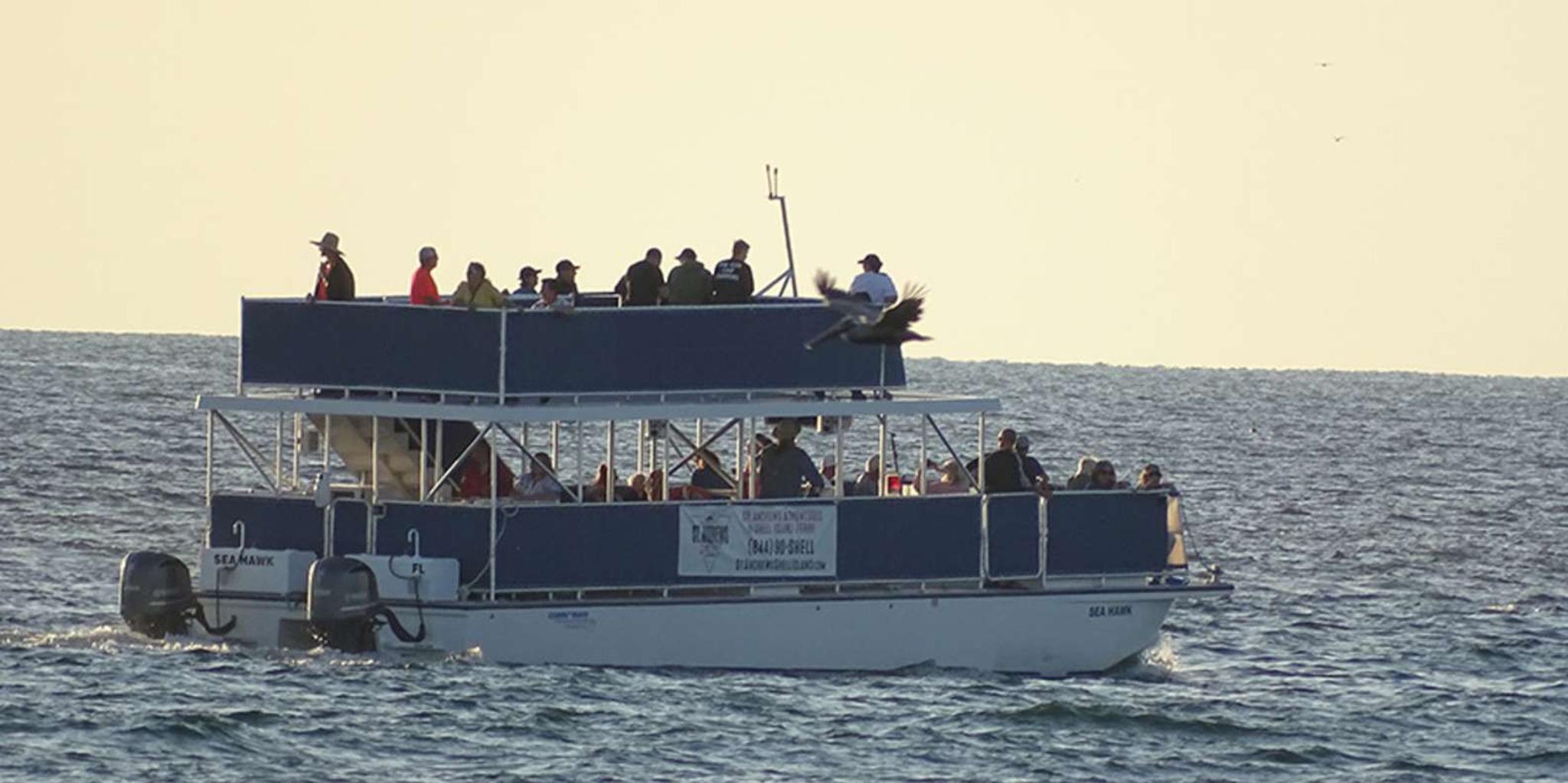 Panama City Dolphin Cruise at Sunset - Image 3