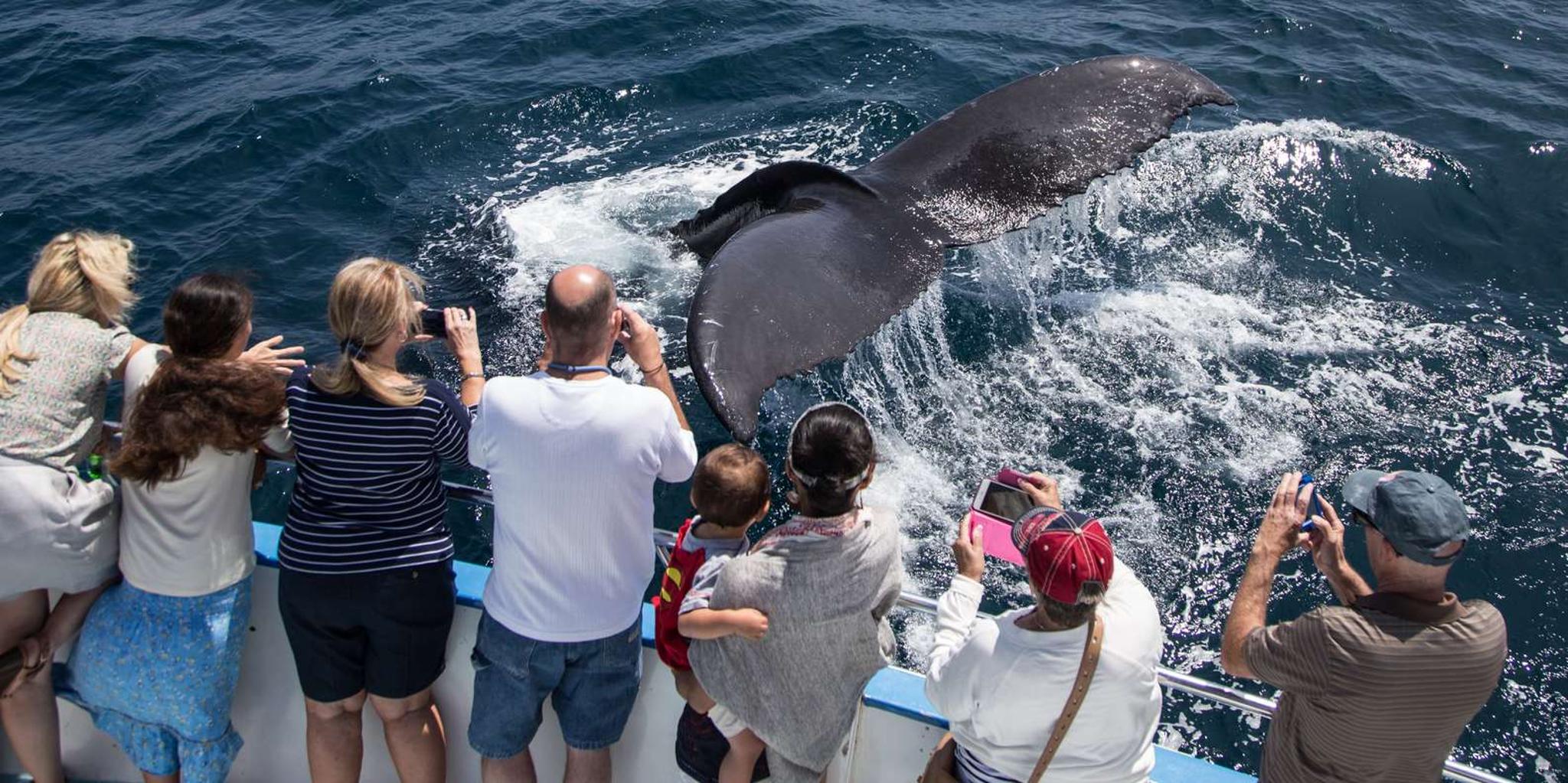 Newport Beach Whale Watching Cruise