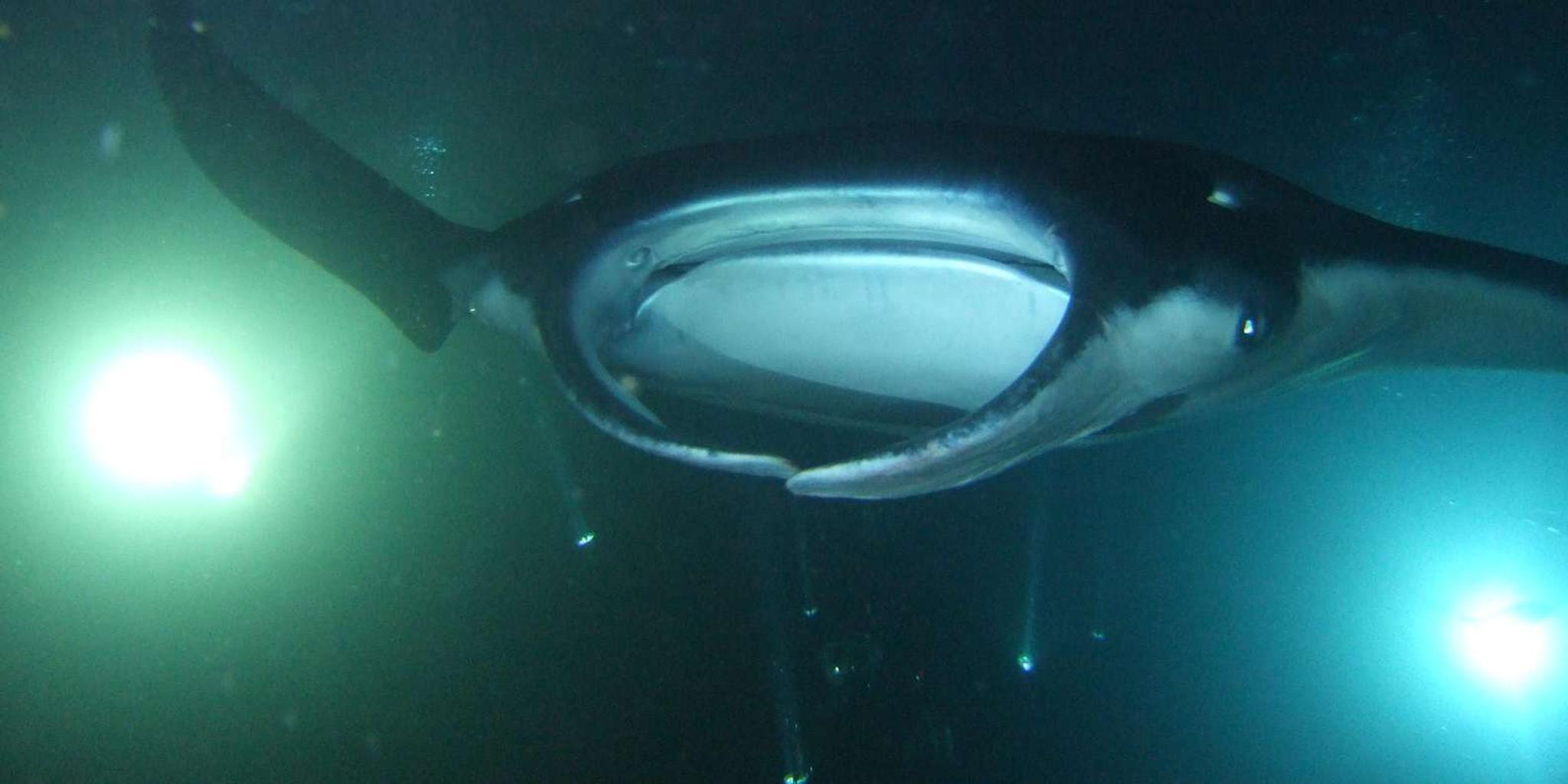 Kailua-Kona Manta Ray Night Snorkel Small Group 2 hr - Image 5