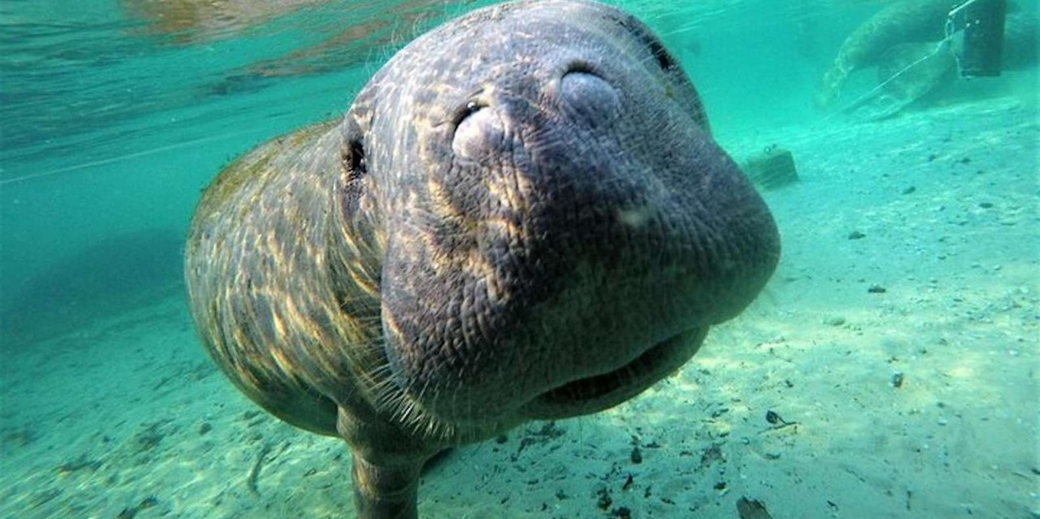 Crystal River Manatee Swim Tour