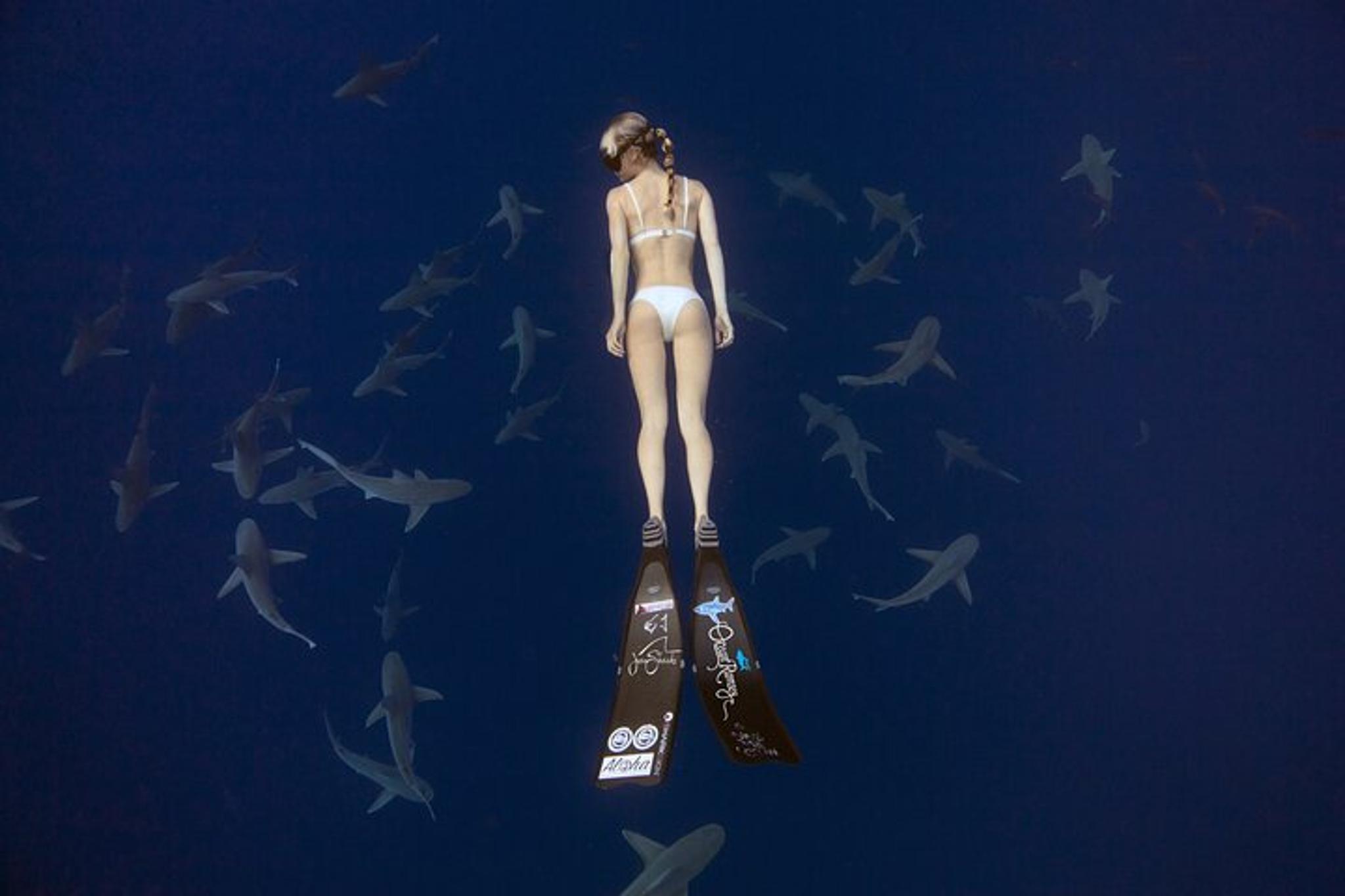 Haleiwa Shark Dive Experience