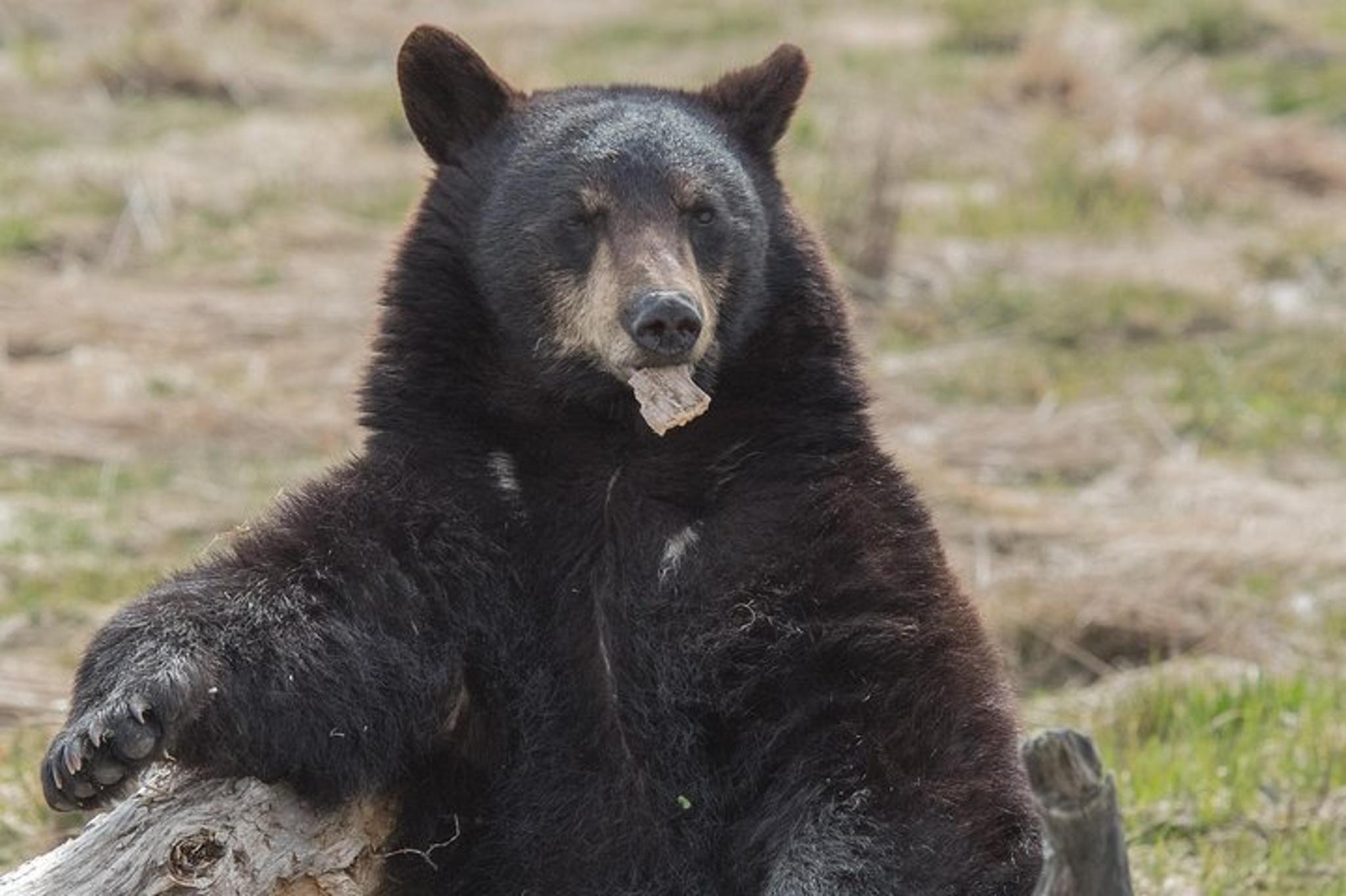 Anchorage Wildlife Day Tour with Hotel Pickup - Image 2