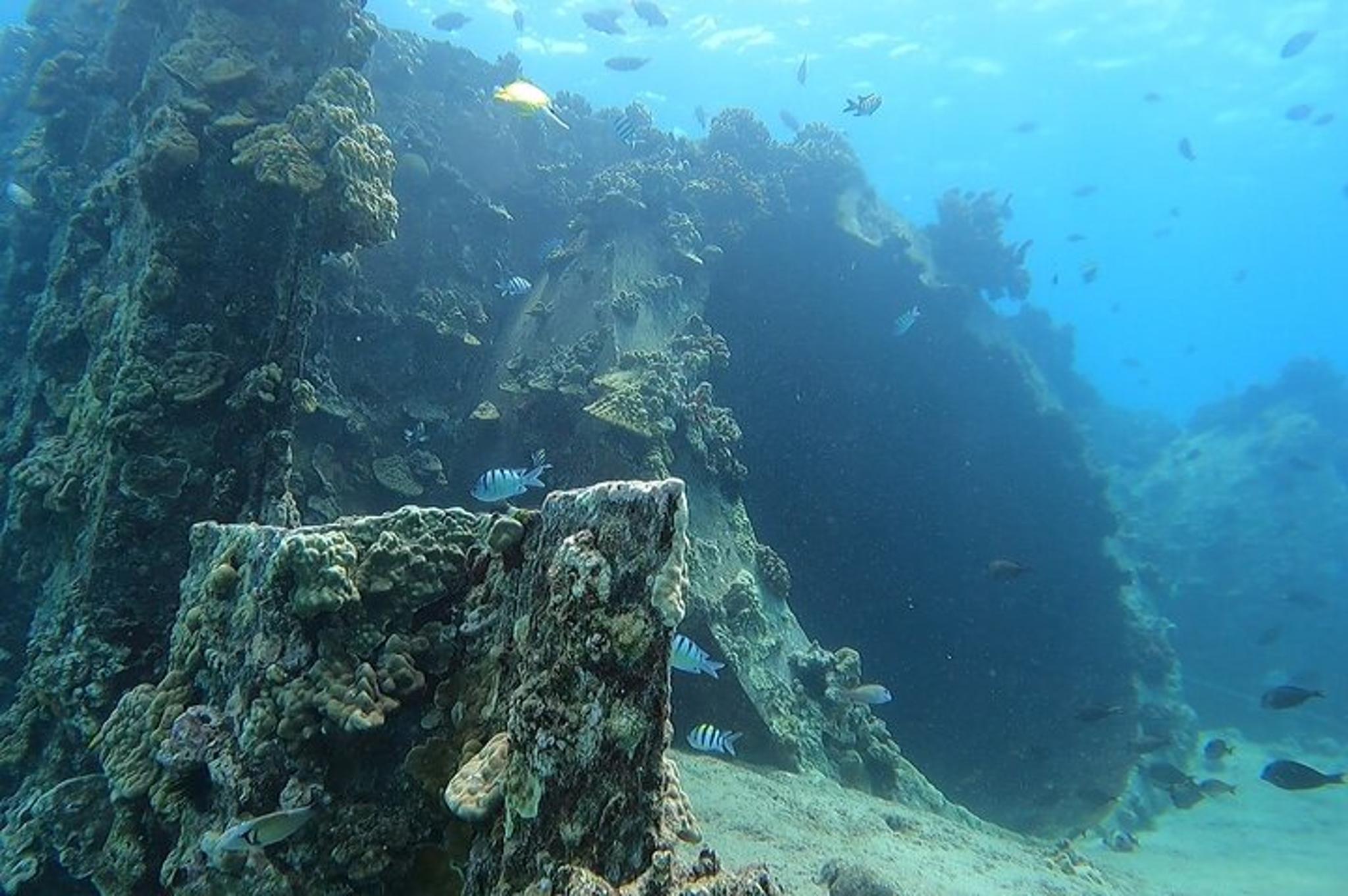 Oahu Marine Ecology Snorkel Tour - Image 6