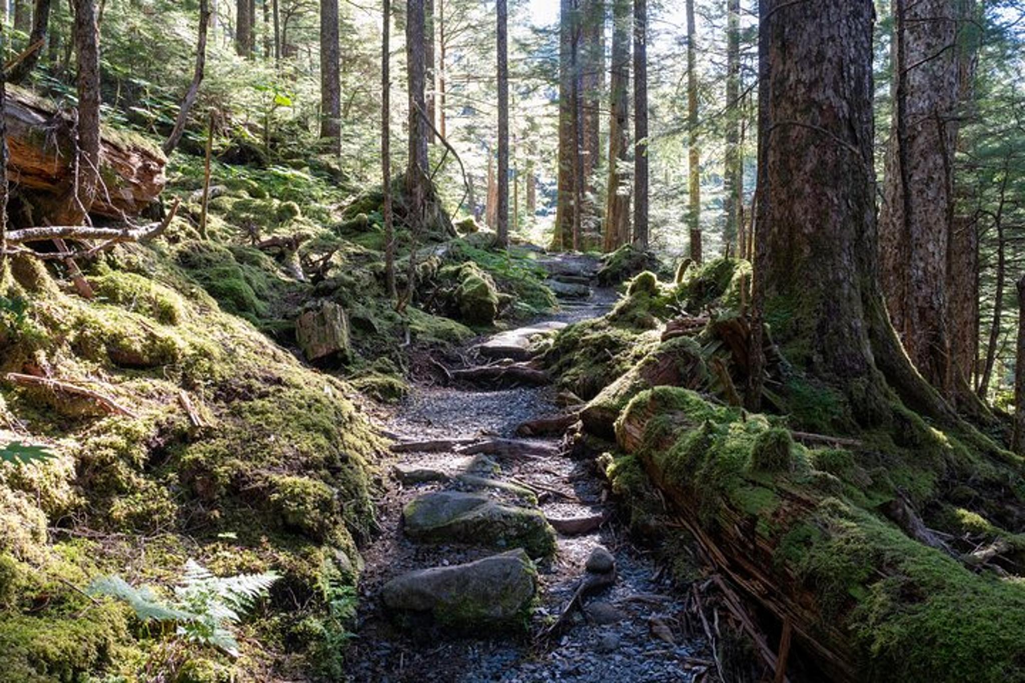 Ketchikan Mountain Lake Trek - Image 4