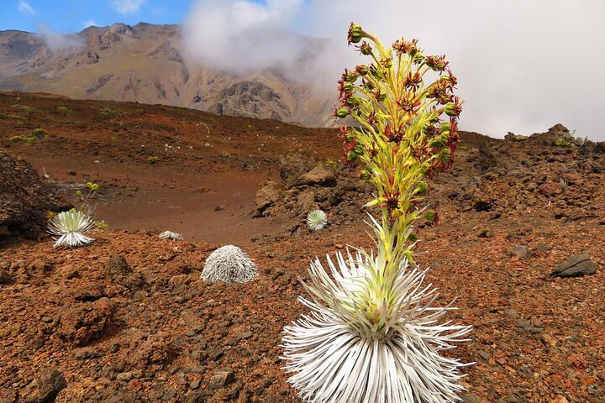 Maui Haleakala Sunrise Self-Guided Bike Tour - Image 6