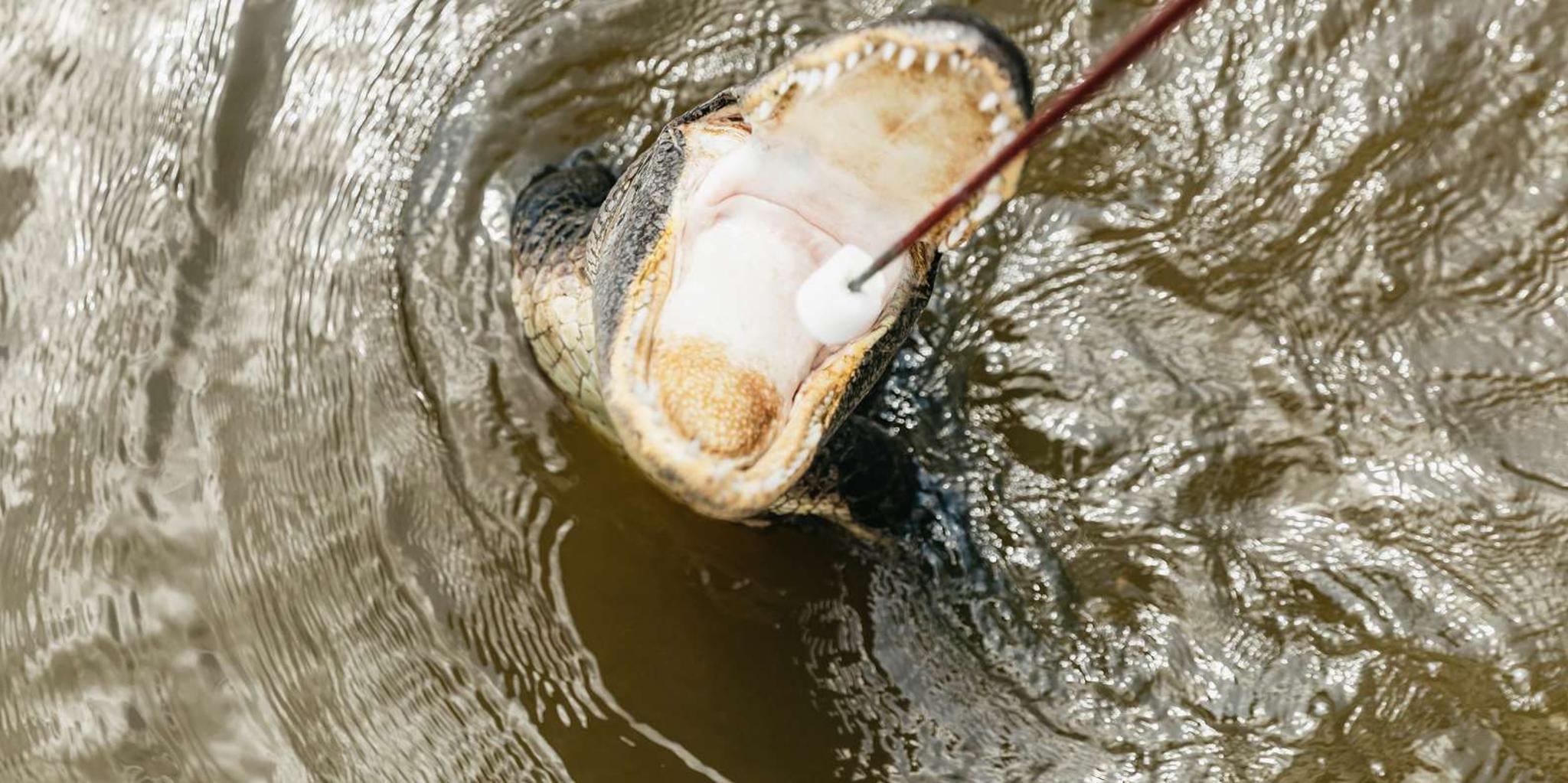 New Orleans Swamp and Bayou Boat Tour with Transportation - Image 2