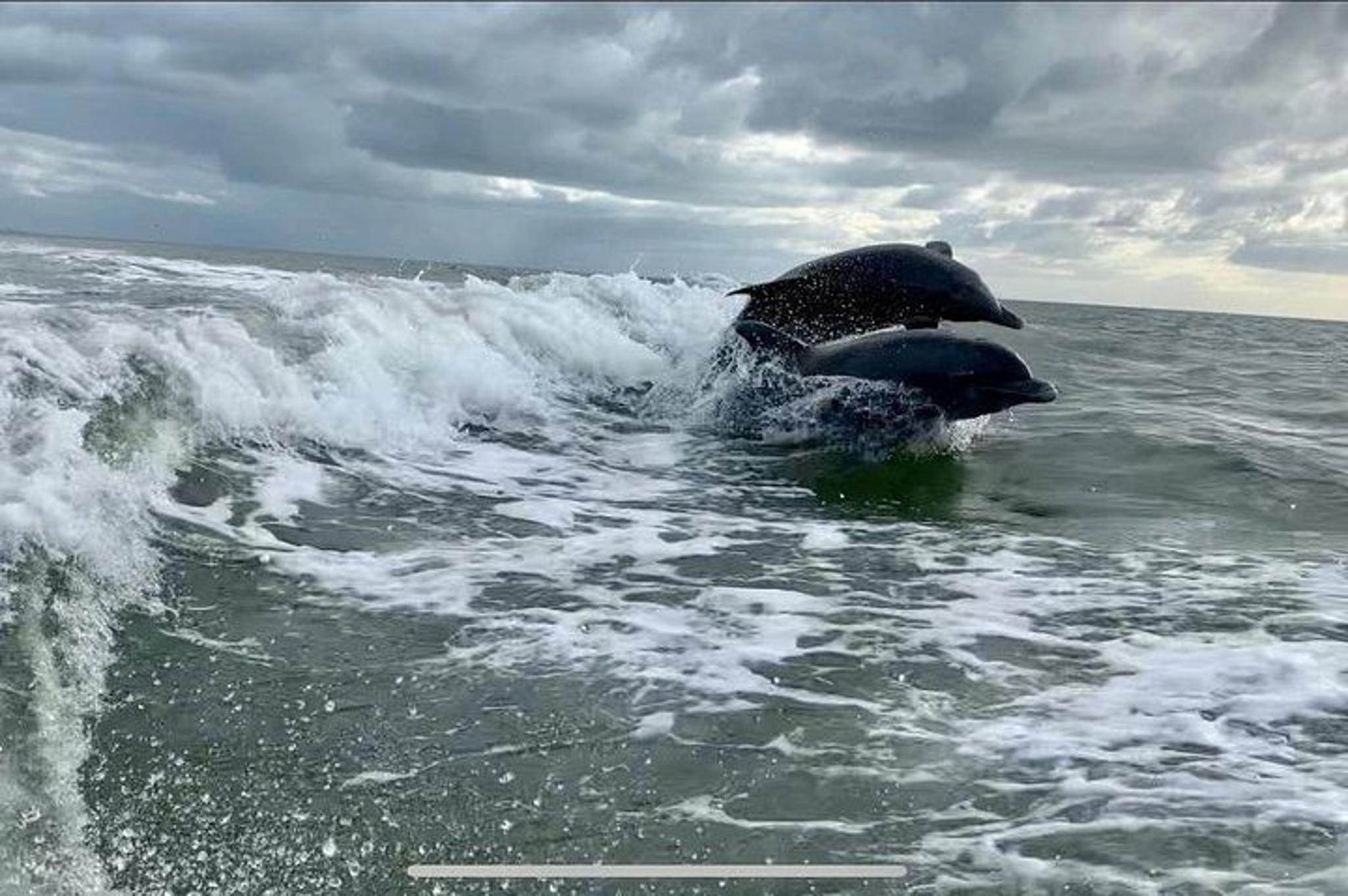 Fort Myers Beach Dolphin Tour - Image 5