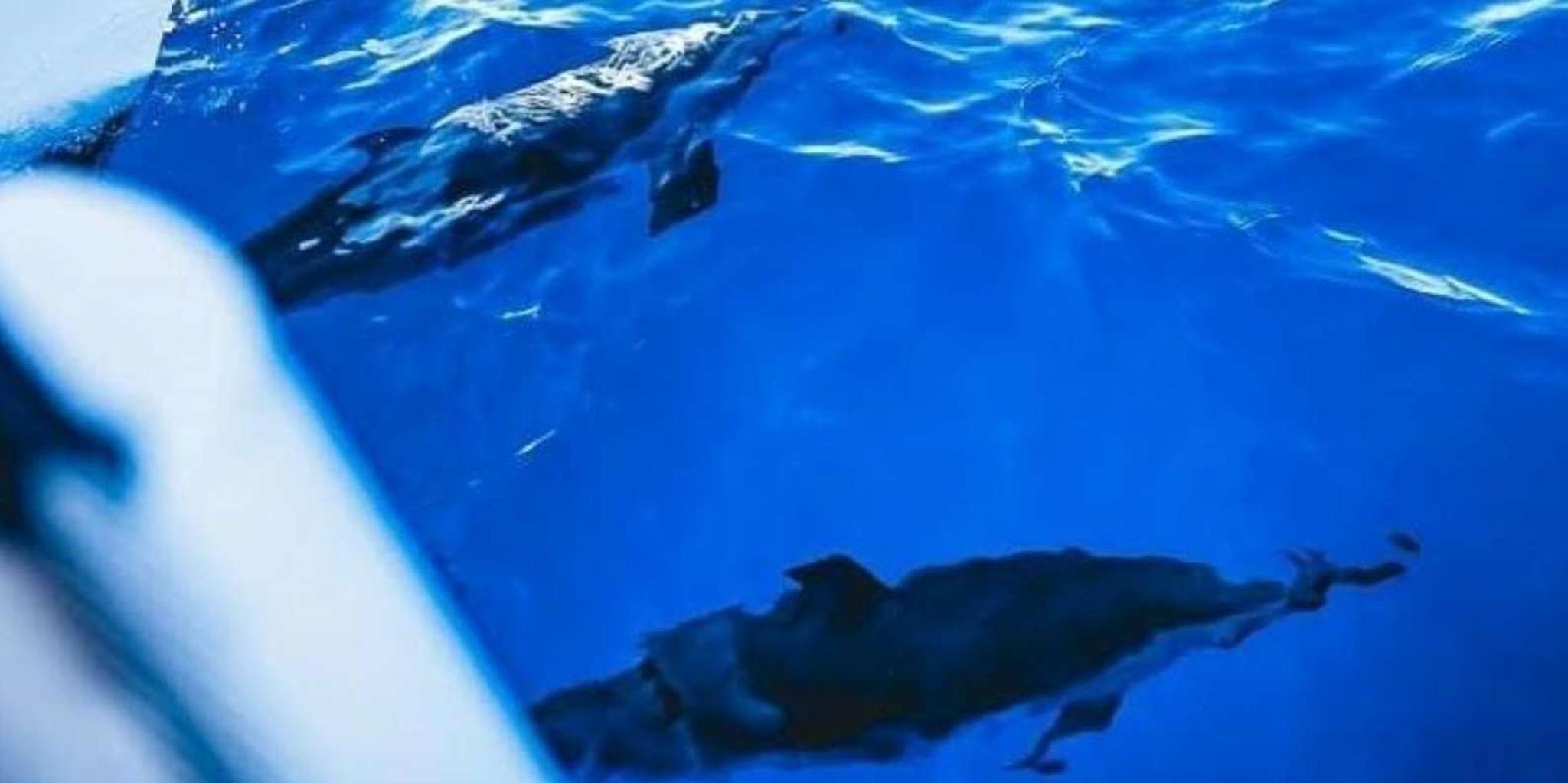 Maalaea West Maui Snorkeling and Sailing Day Trip - Image 3