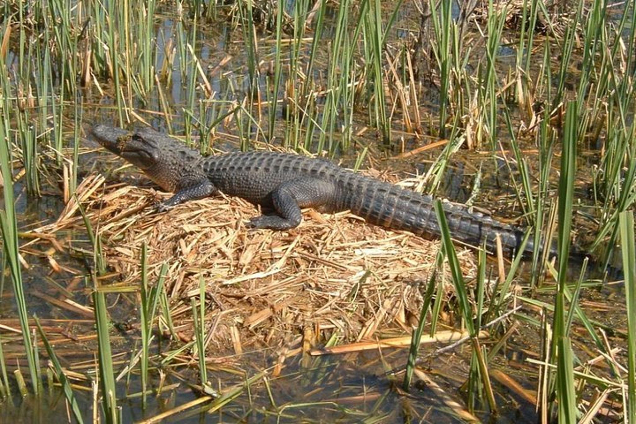 New Orleans Honey Island Swamp Boat Tour - Image 1