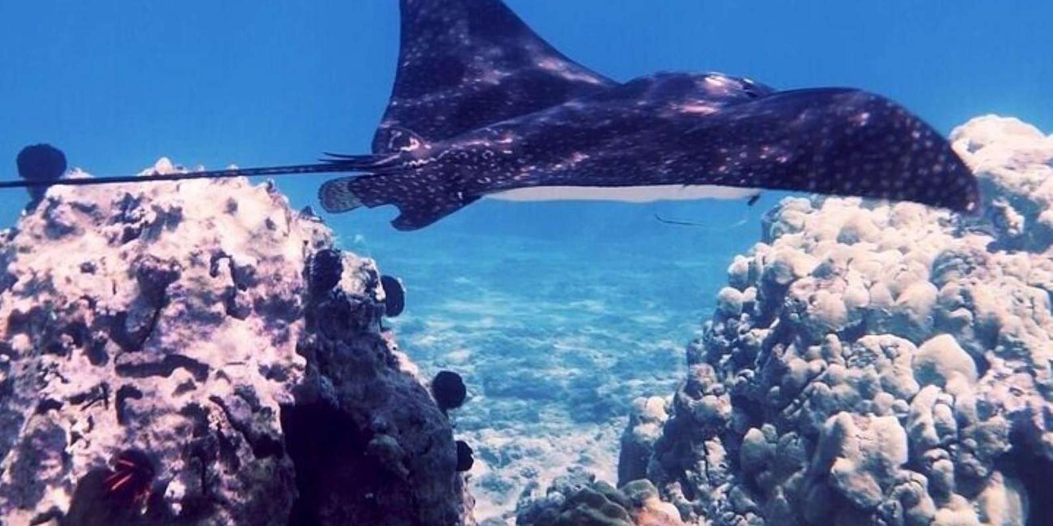Maui Snorkeling Tour for Beginners with Flotation Wetsuit - Image 4