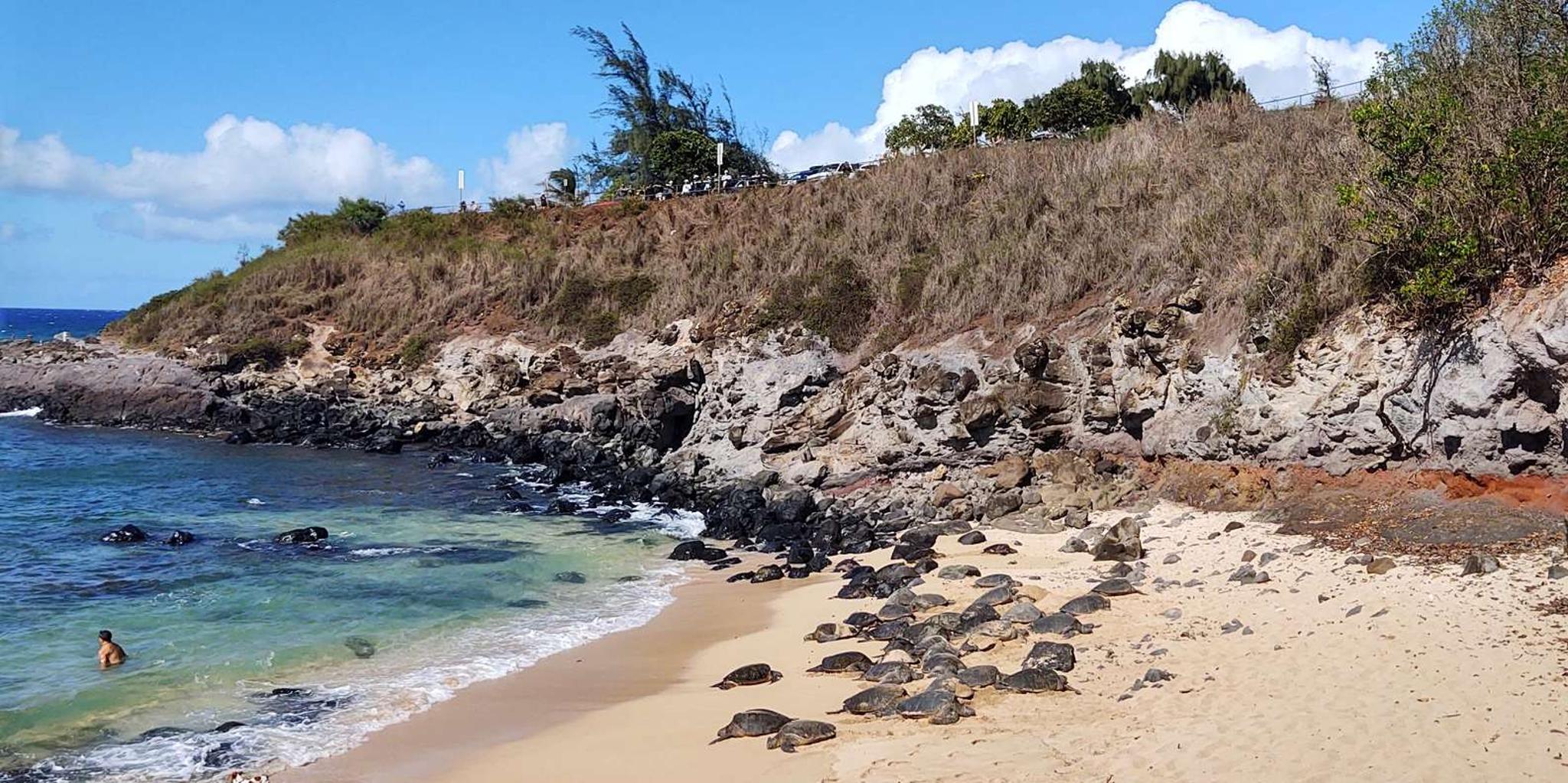 Maui Black Sand Beach and Turtles Tour