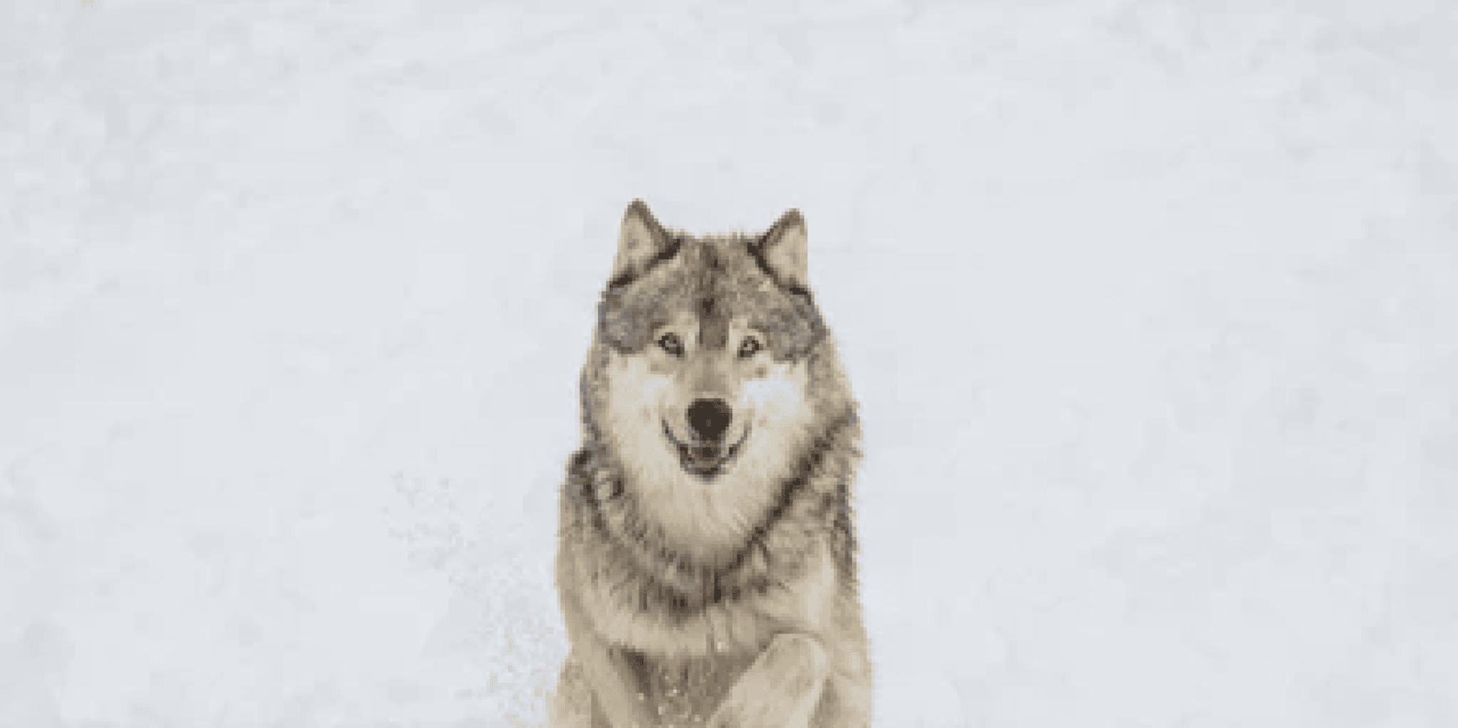 Bozeman Yellowstone Wolves and Winter Adventure 4 Days