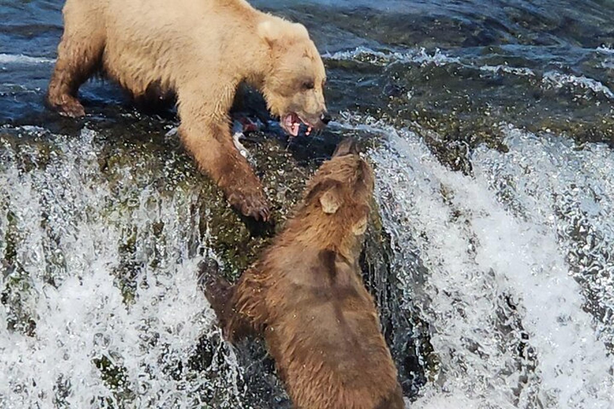 Homer Bear Viewing Tour at Brooks Falls - Image 6