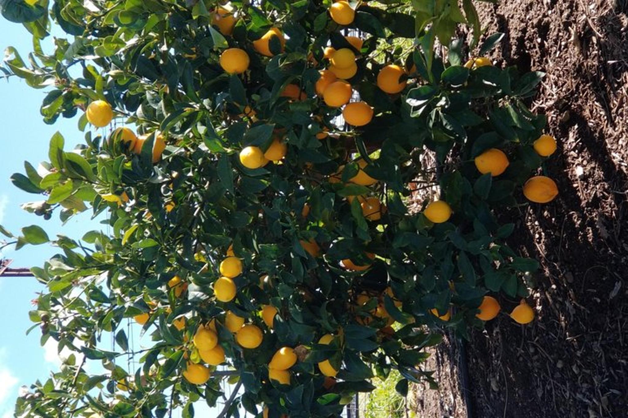 Napa and Sonoma Wine Tour - Image 6