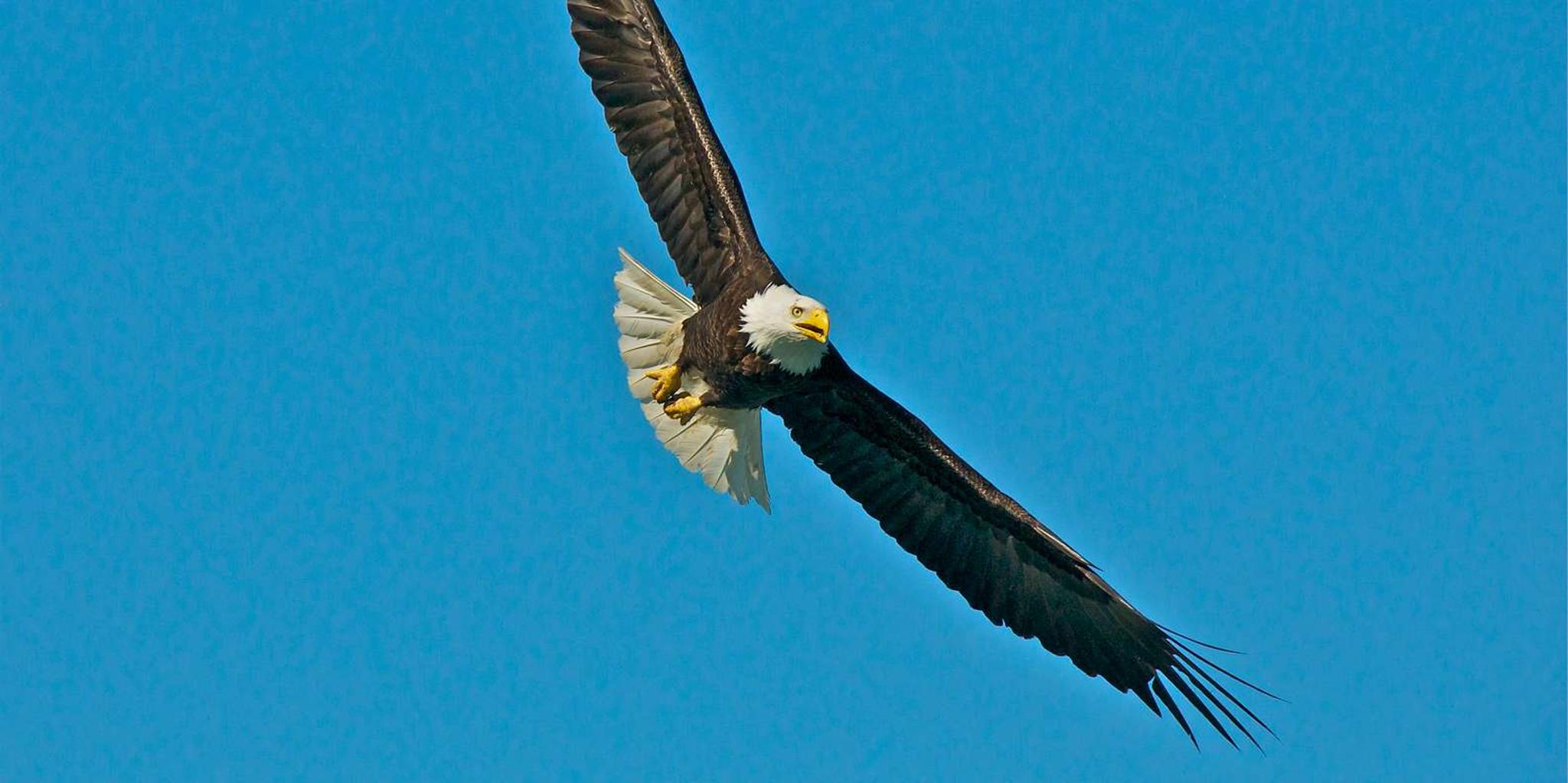 Anchorage Glacier Quest Cruise with Lunch 11 hr - Image 4