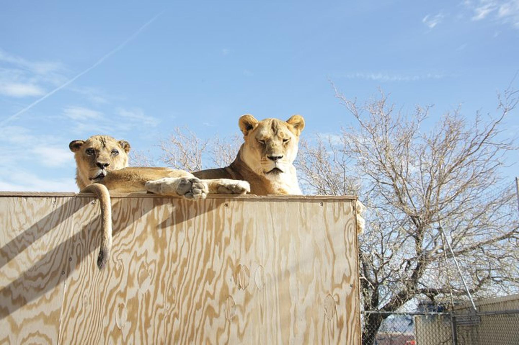 Las Vegas Lion Habitat Ranch Admission - Image 4