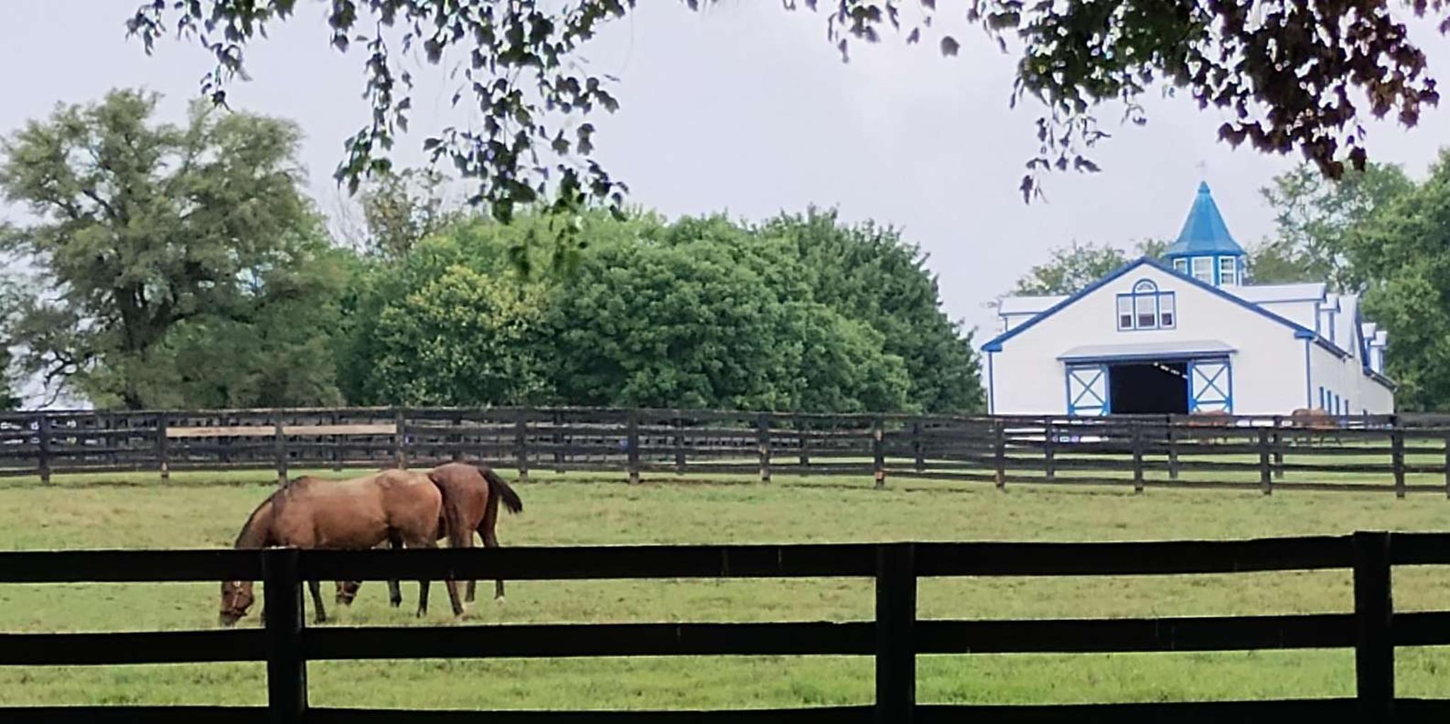 Lexington Thoroughbred Horse Farm Tour - Image 2