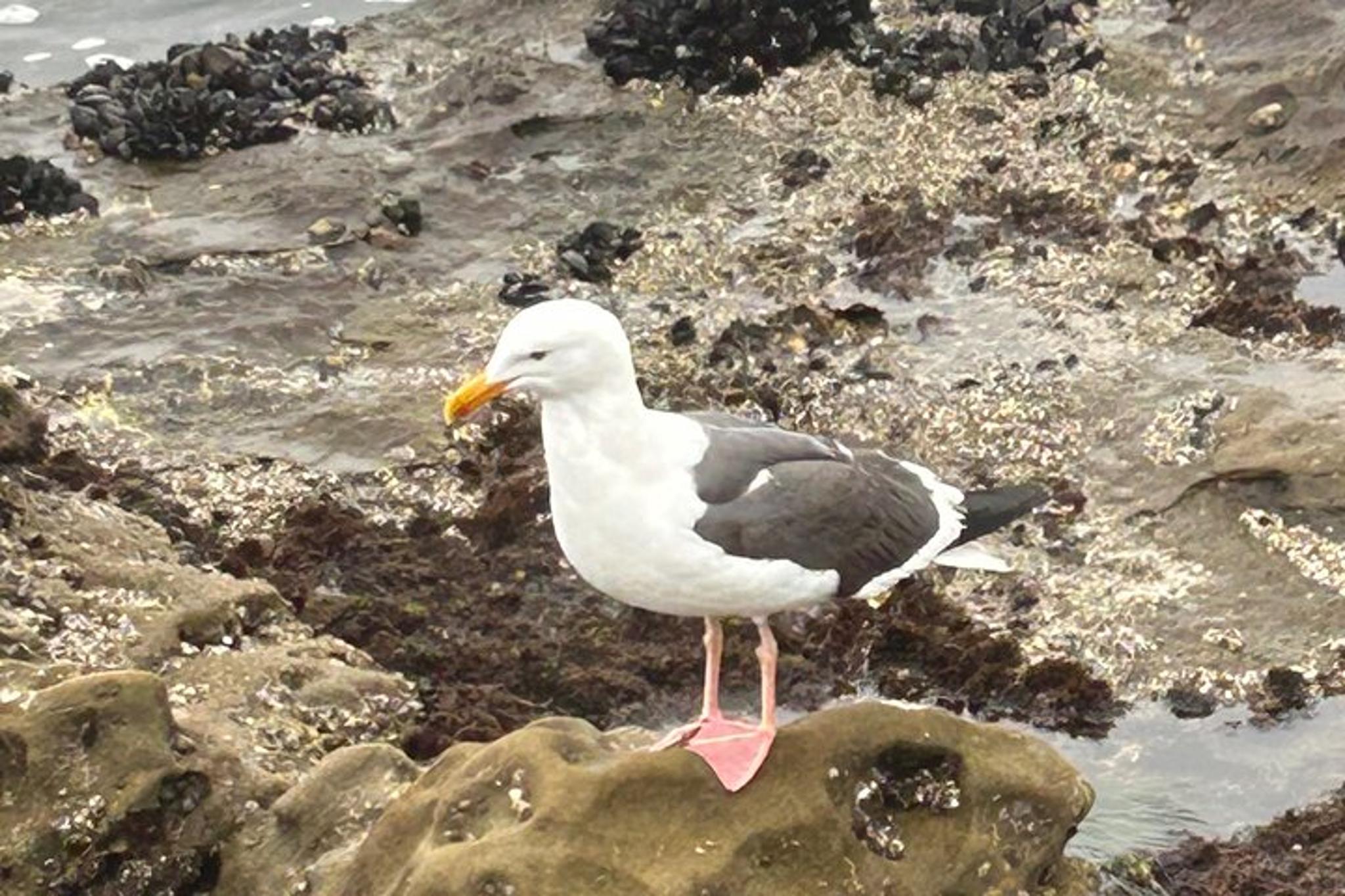 San Diego Tide Pool Tour - Image 5