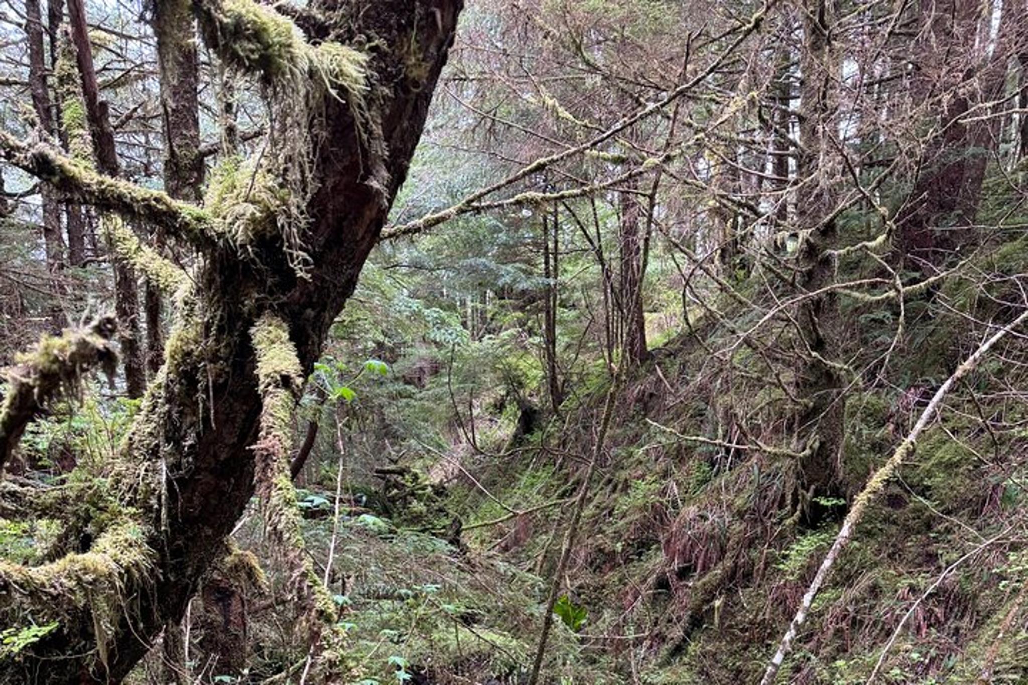 Ketchikan Rainforest Hike Connell Lake 3.5 hr - Image 5