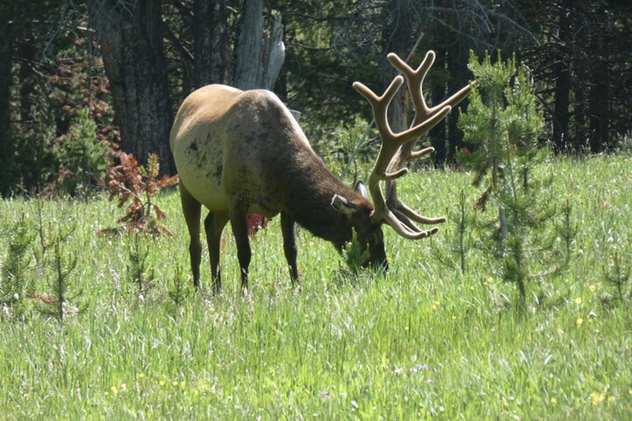 Yellowstone Lower Loop Tour - Image 6