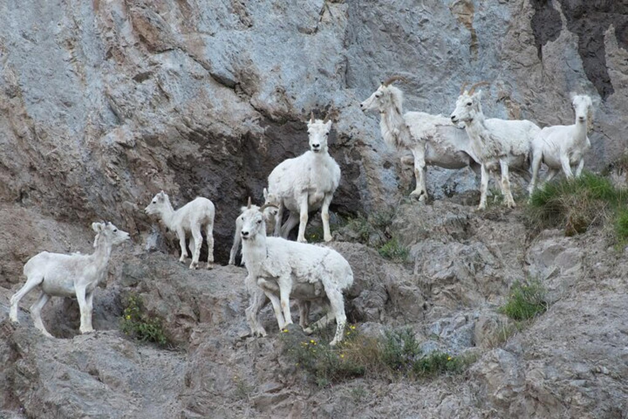 Whittier to Anchorage Transfer - Image 5