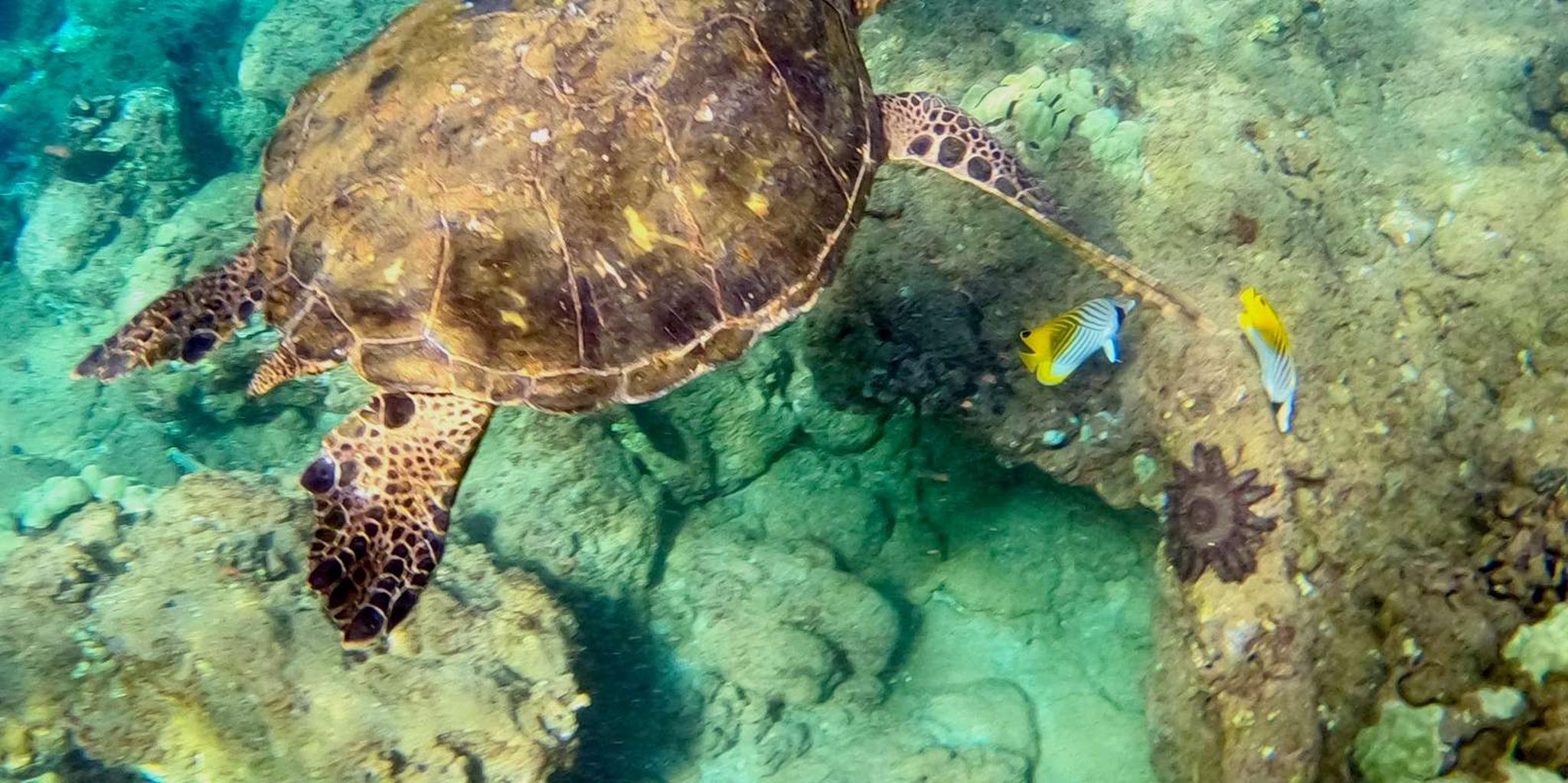Wailea Beach Snorkeling Tour for Non-Swimmers