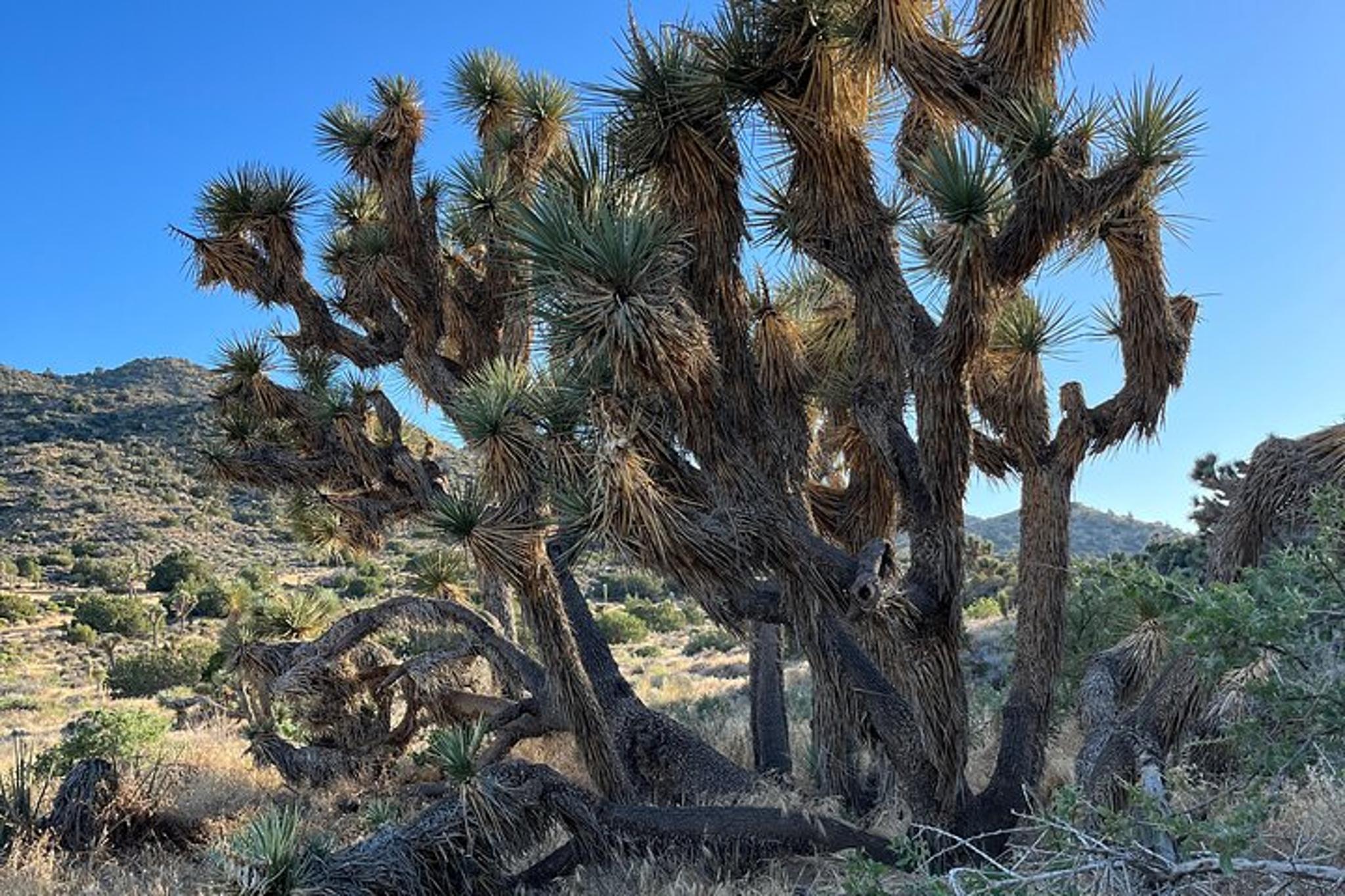Los Angeles Joshua Tree National Park Private Tour 2 Days - Image 2