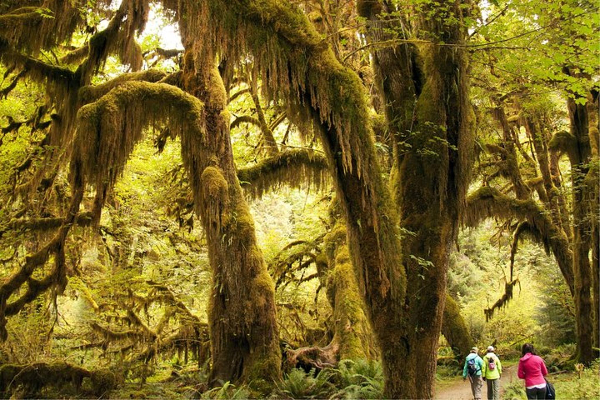 Seattle Olympic National Park Silent Forest Tour 3 Days - Image 4
