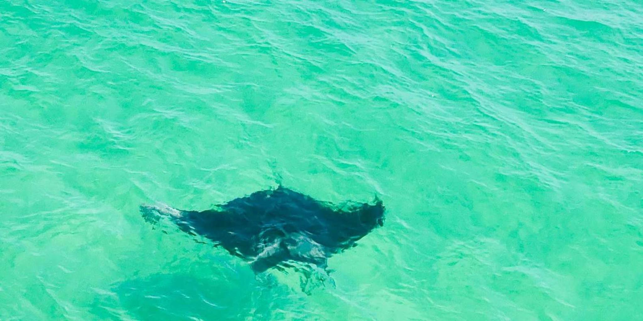 Pensacola Beach Dolphin Tour with Secluded Snorkel Stop - Image 2