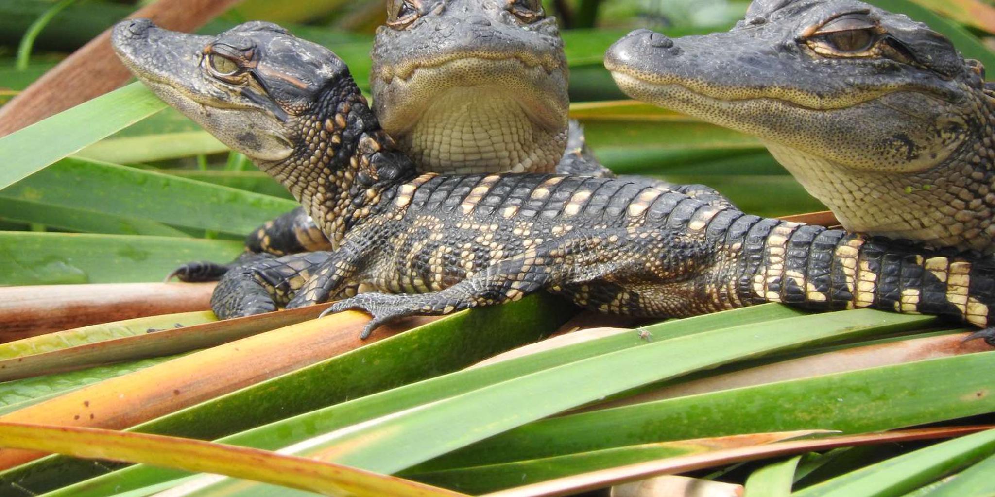 Fort Lauderdale Everglades Safari with Airboat and Cruise