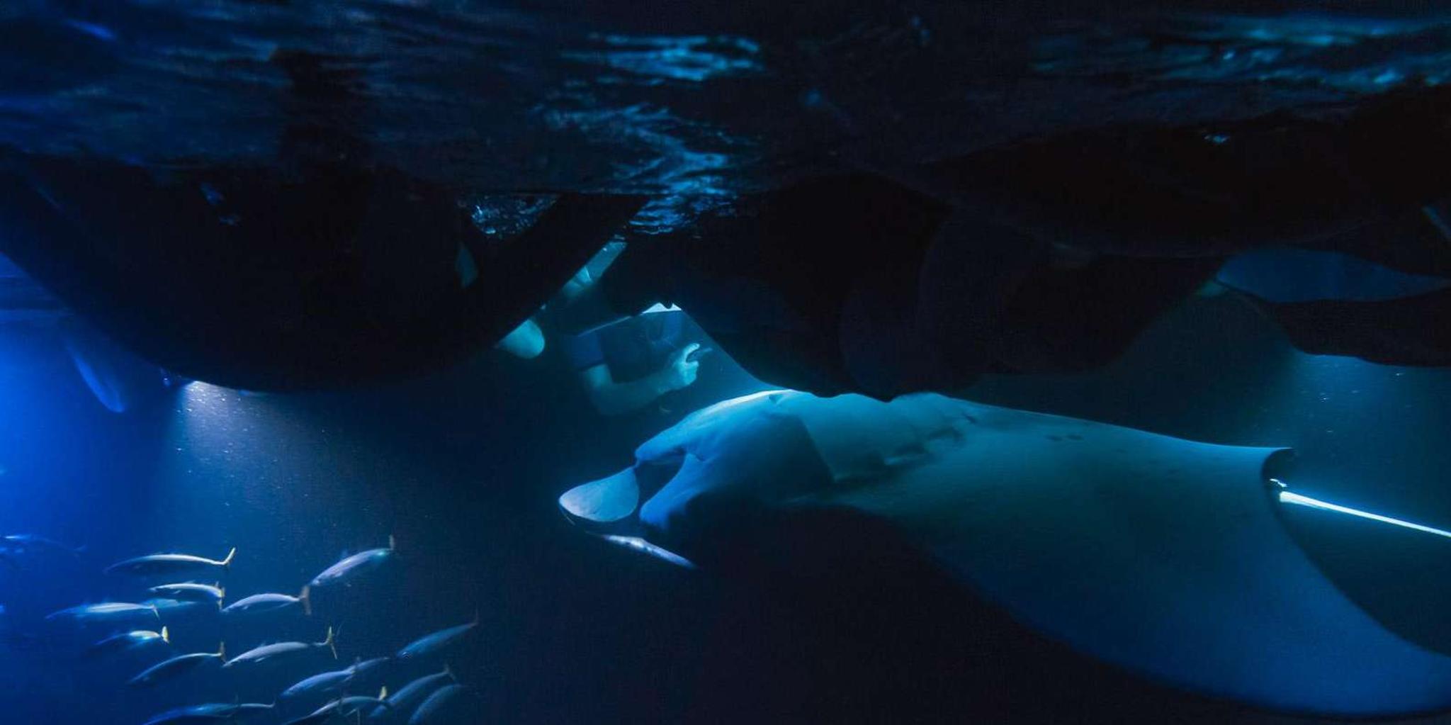 Kailua-Kona Snorkel with Manta Rays 2 hr - Image 2
