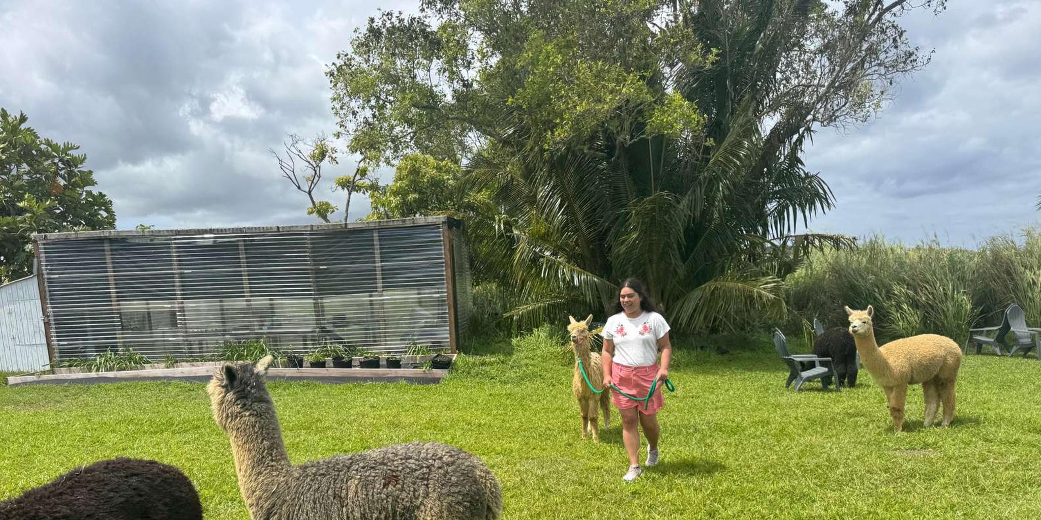 Maui Alpaca Tour on the Road to Hana - Image 4