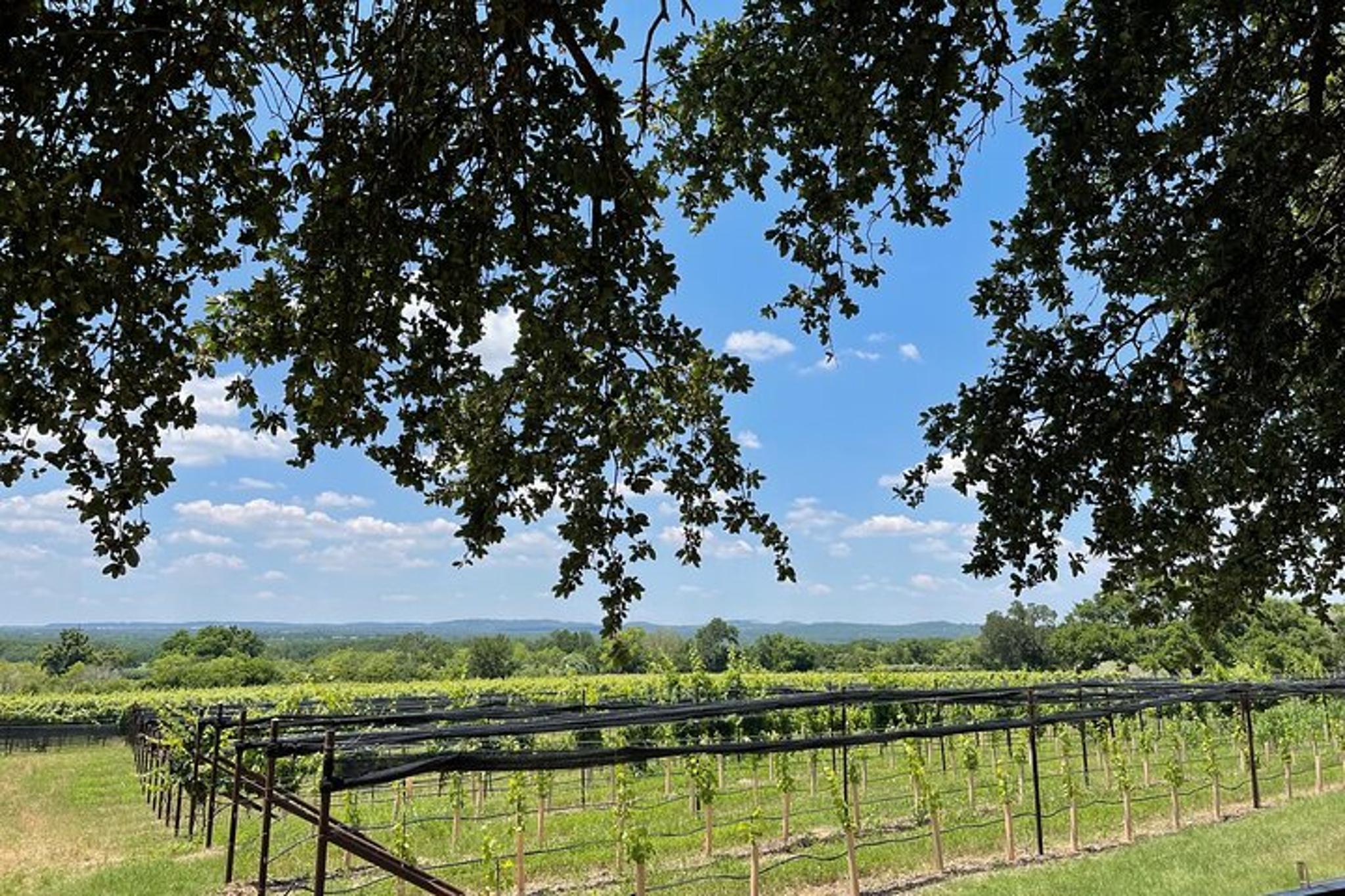 Fredericksburg Wine Tastings Tour: 3 Wineries with Lunch