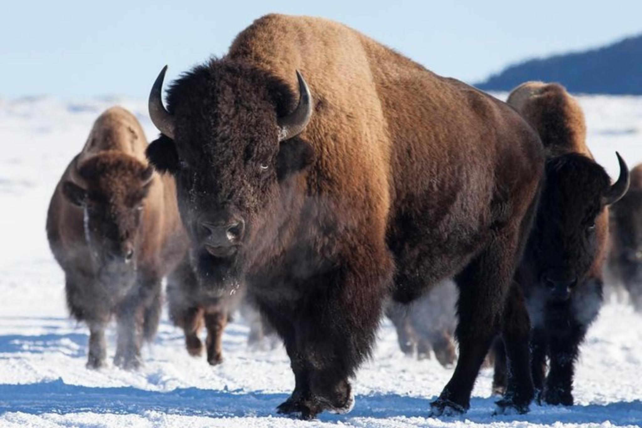 Jackson Hole Wildlife Safari Tour - Image 4