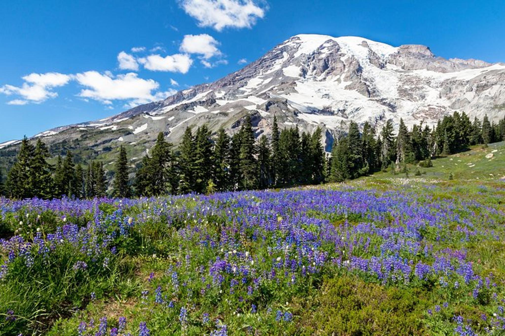 Seattle Mt Rainier National Park Private Day Trip