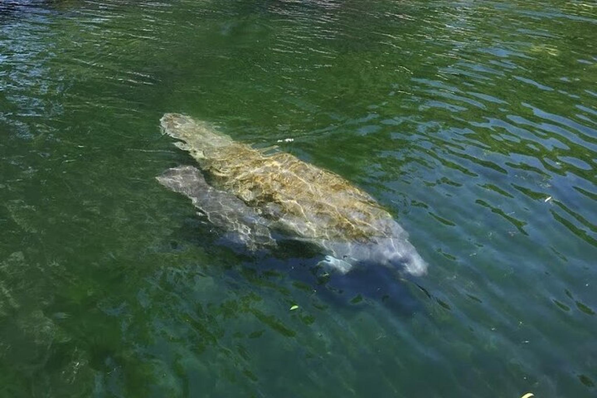 Crystal River Kayak Rental with Manatee Viewing 2 hr - Image 4