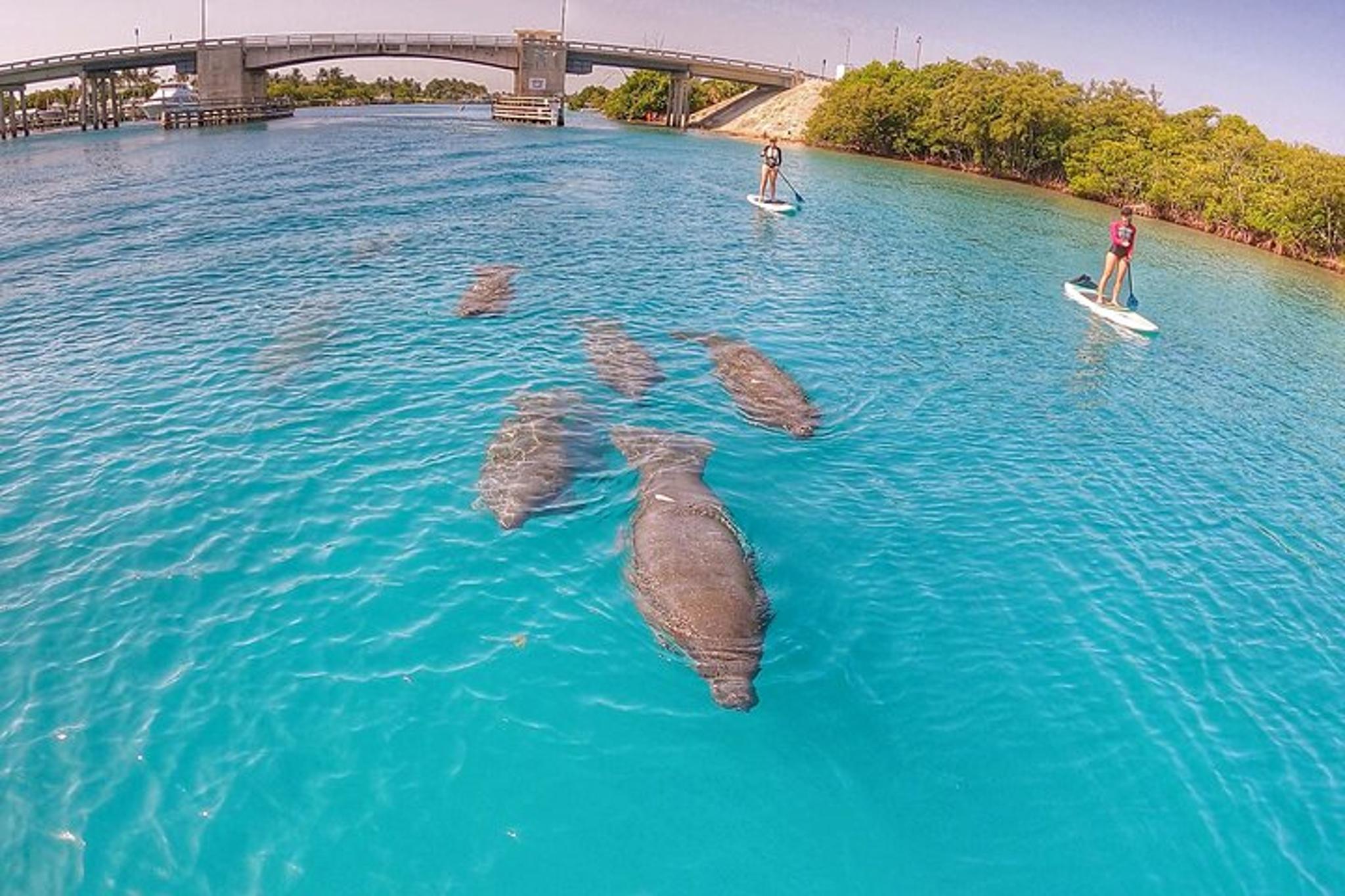 Jupiter Island Paddle Boarding Tour