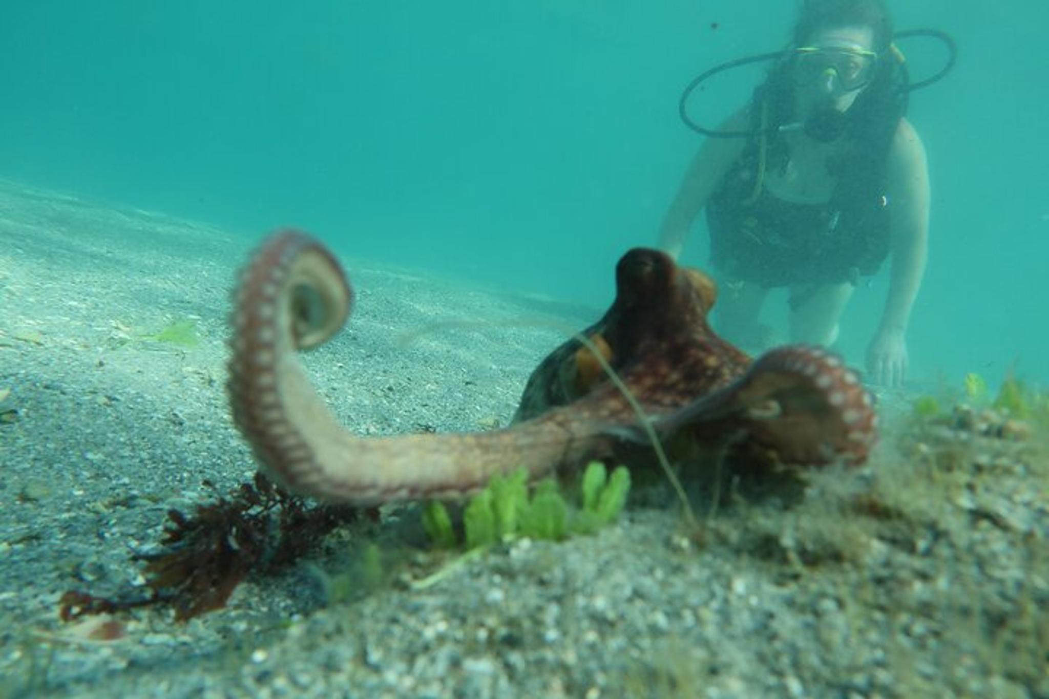 Phil Foster Park Scuba Diving Excursion