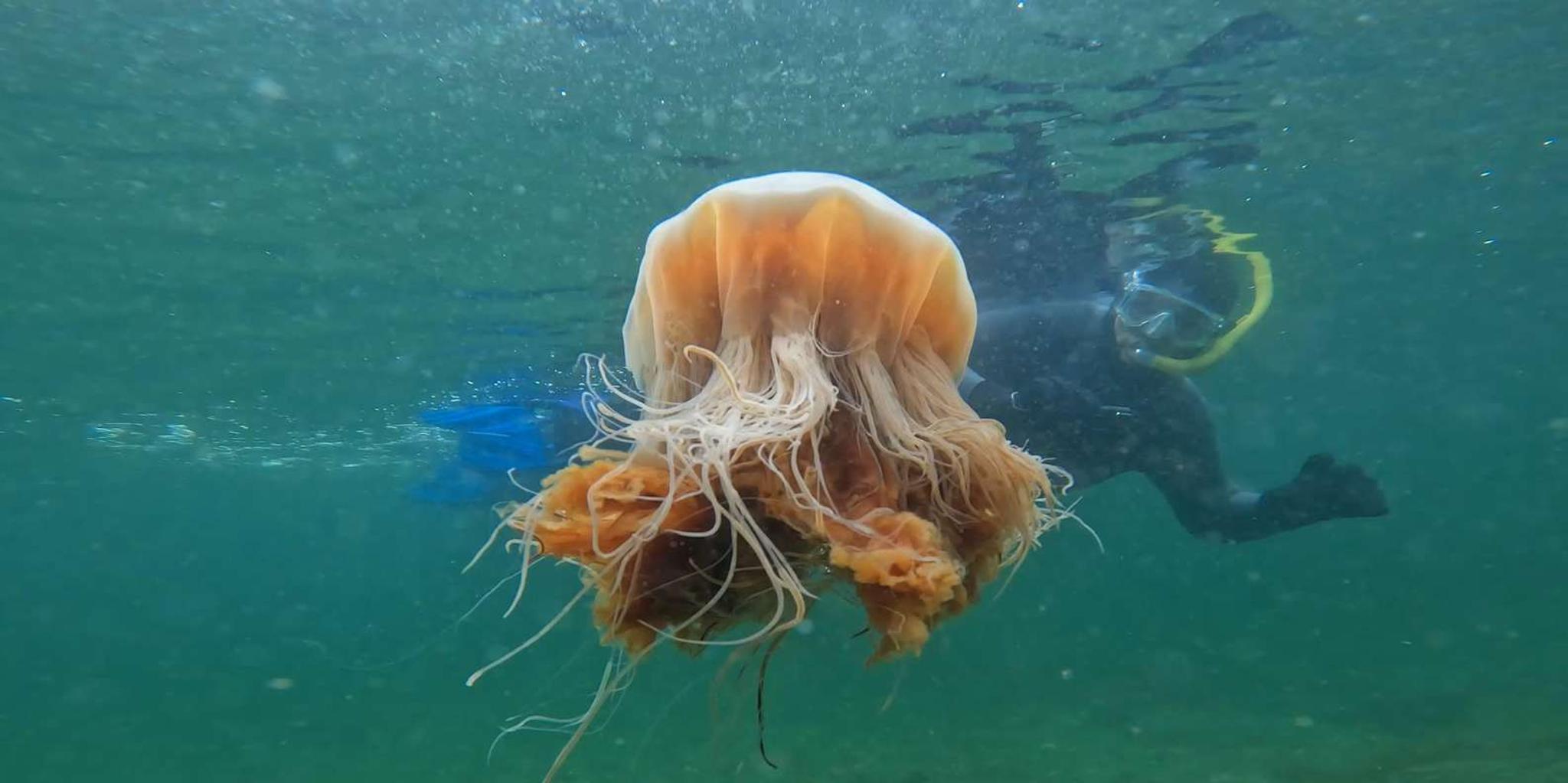 Ketchikan Snorkeling Adventure - Image 2