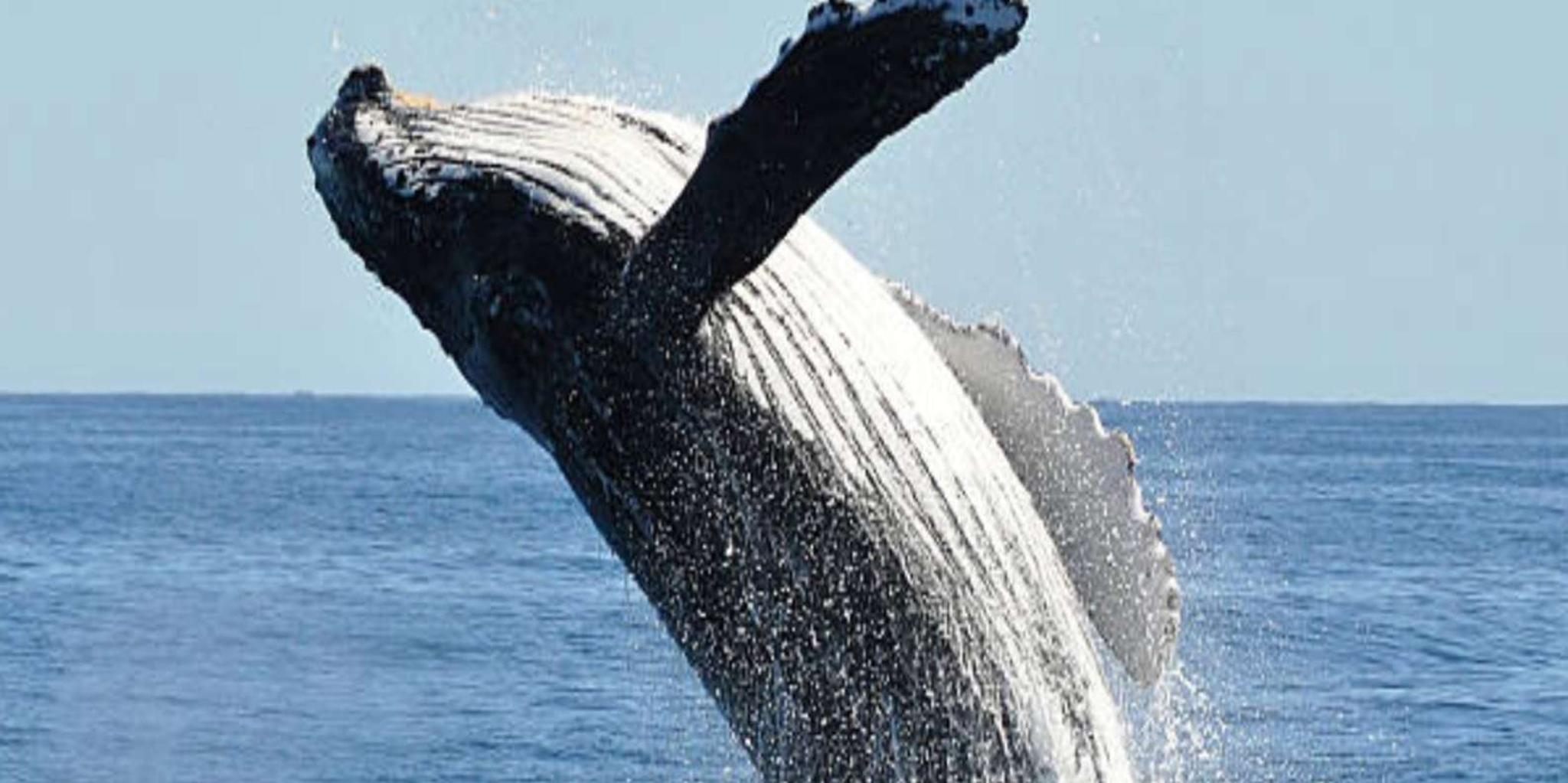 Hoonah Whale Watching Tour - Image 5