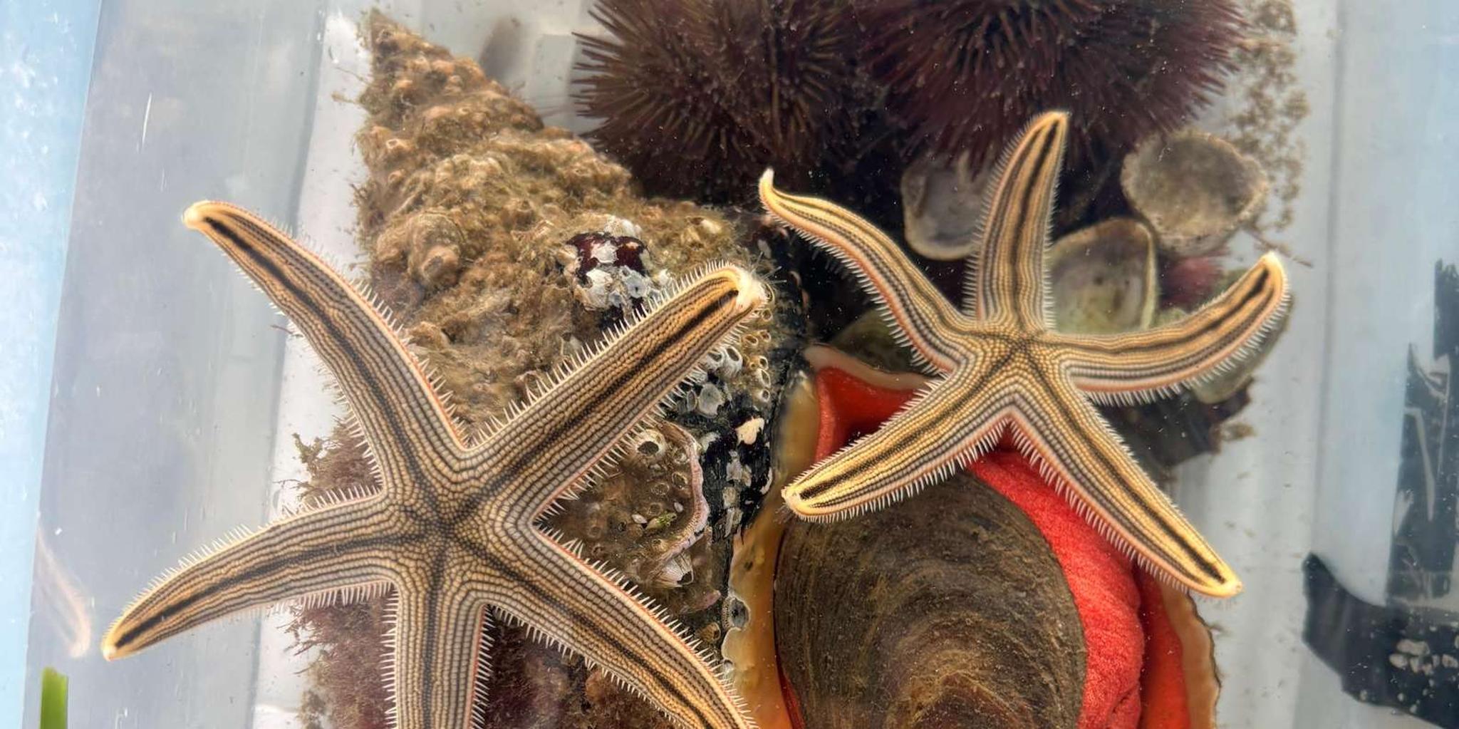 Panama City Beach Snorkel Excursion - Image 5